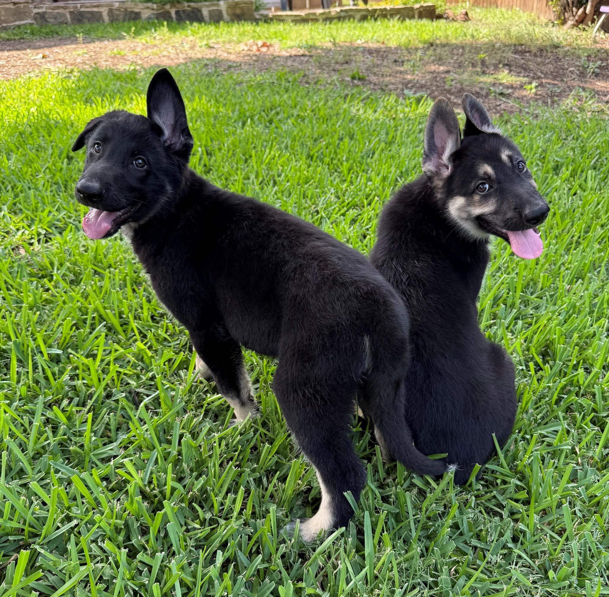 Enlarge Hot Pups - 2 Boys, a Adoptable German Shepherd Dog in Dallas, TX image 2/6