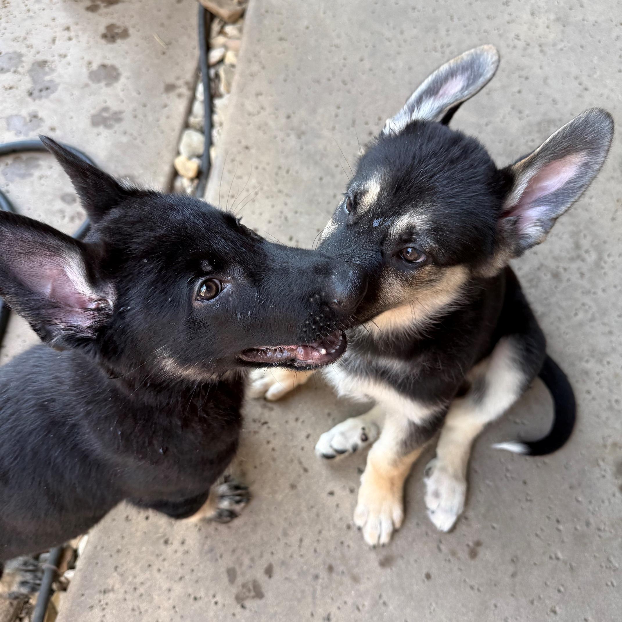 Enlarge Hot Pups - 2 Boys, a Adoptable German Shepherd Dog in Dallas, TX image 1/6