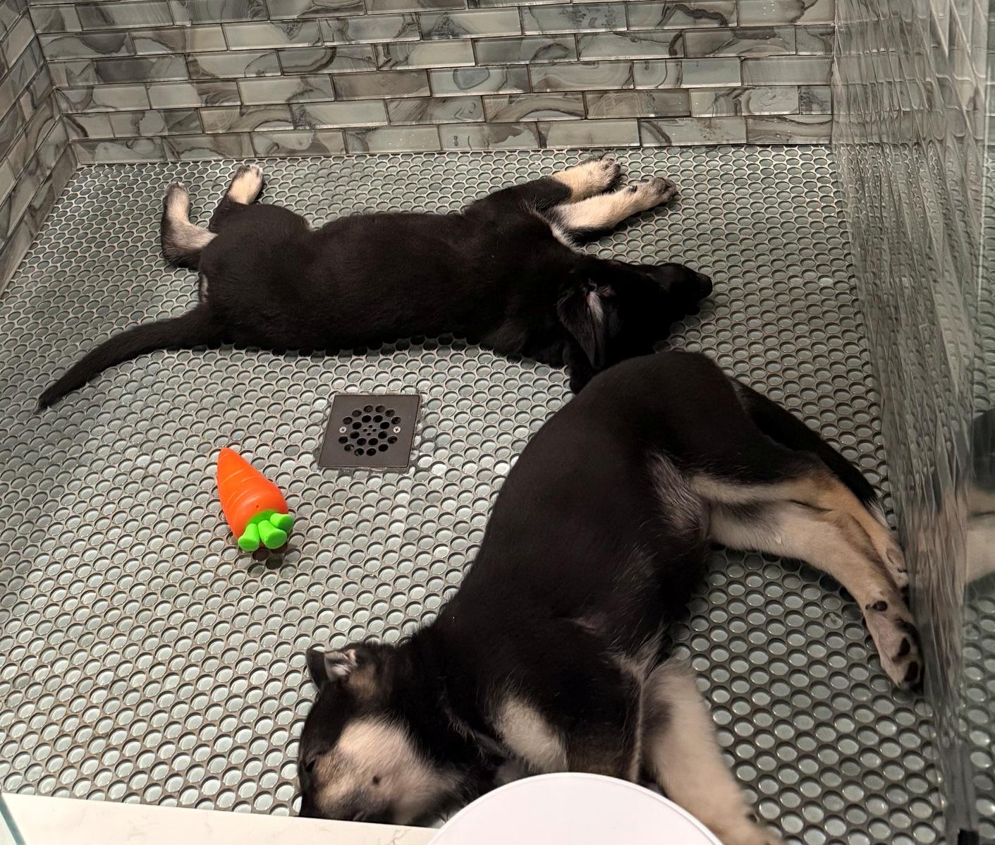 Enlarge Hot Pups - 2 Boys, a Adoptable German Shepherd Dog in Dallas, TX image 4/6