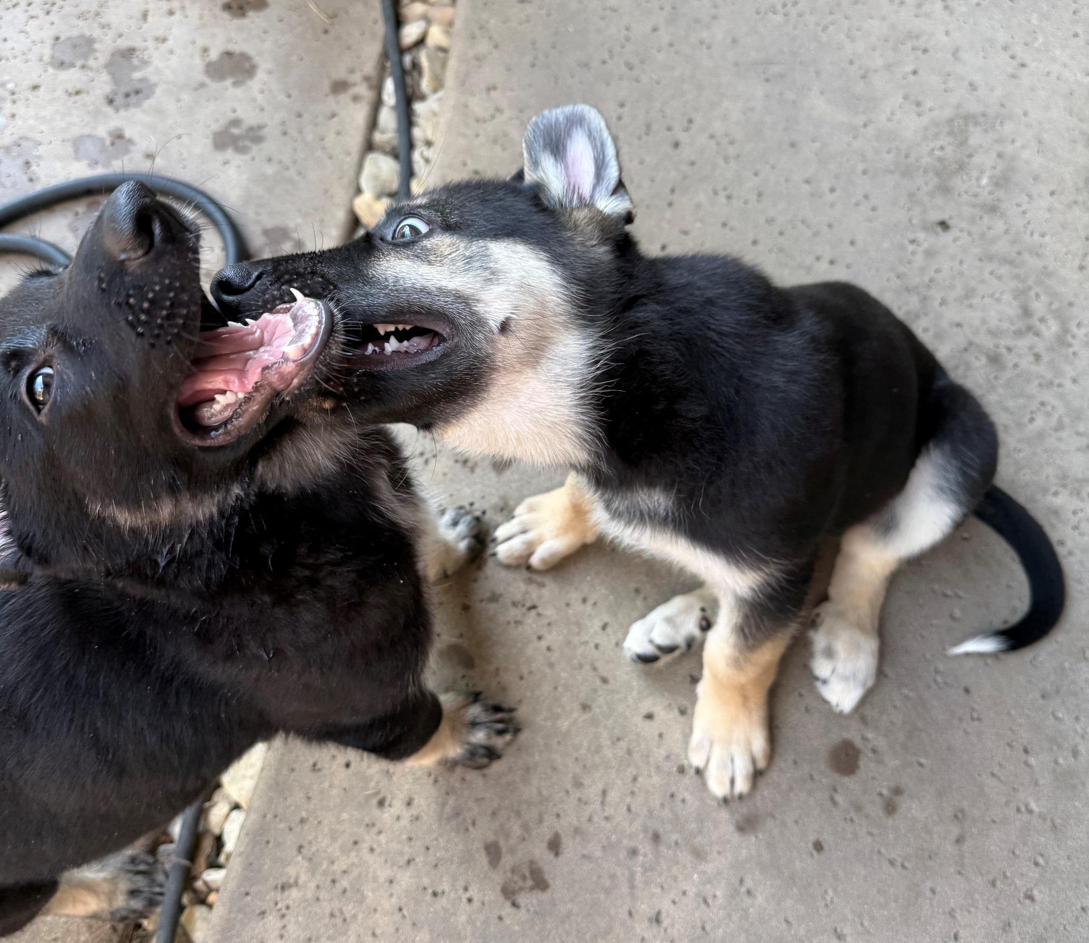 Enlarge Hot Pups - 2 Boys, a Adoptable German Shepherd Dog in Dallas, TX image 5/6