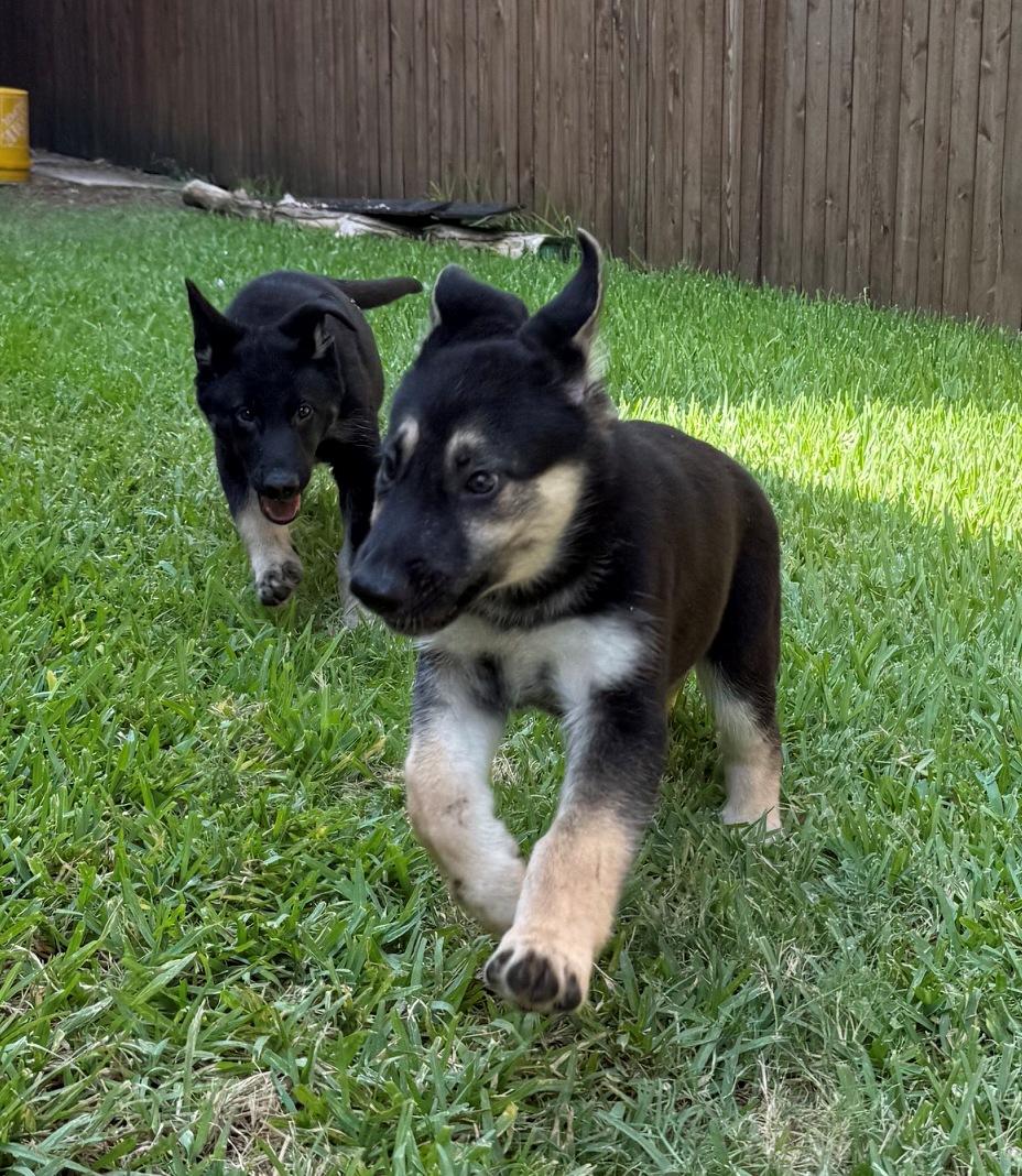 Enlarge Hot Pups - 2 Boys, a Adoptable German Shepherd Dog in Dallas, TX image 6/6