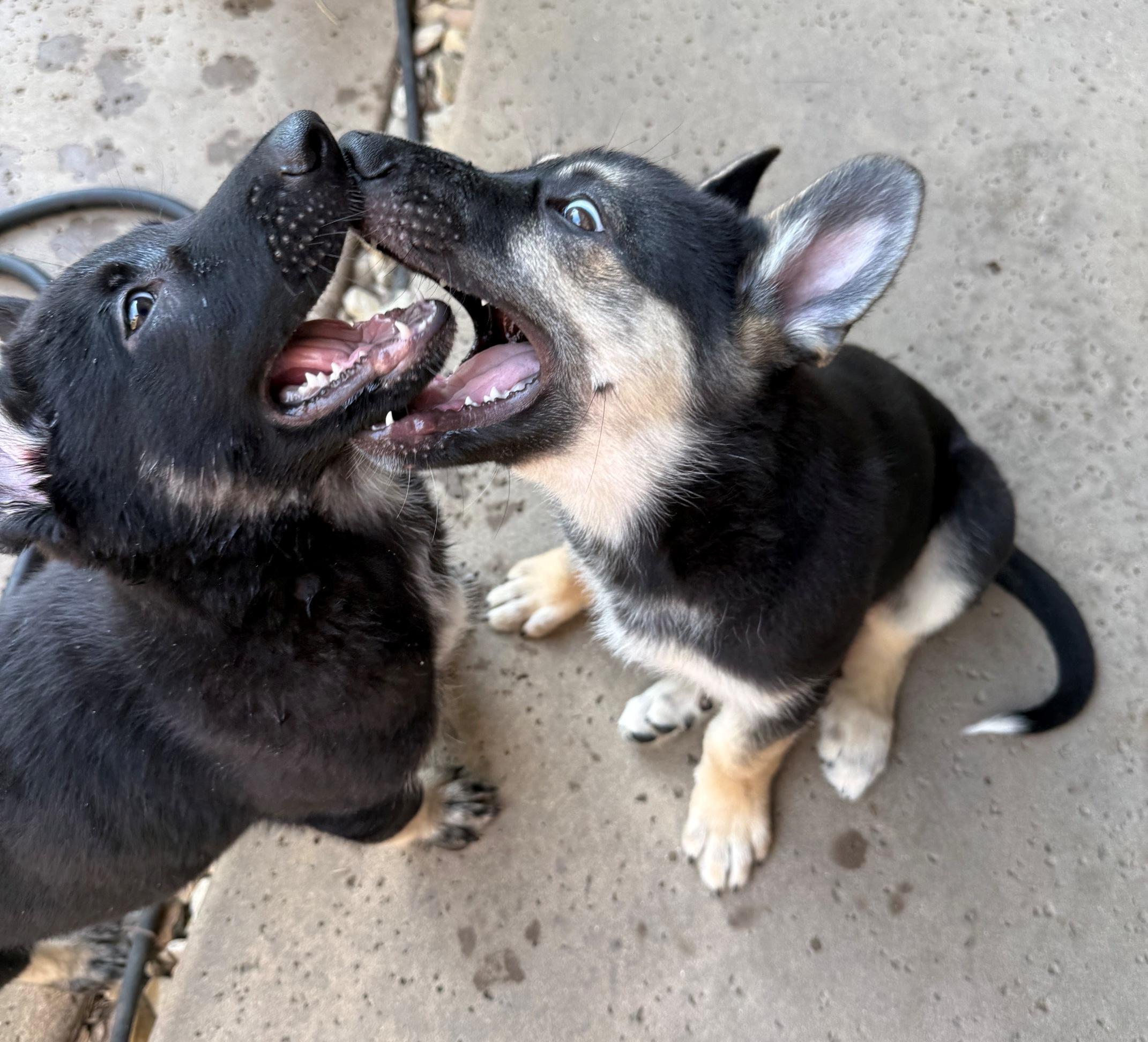 Enlarge Hot Pups - 2 Boys, a Adoptable German Shepherd Dog in Dallas, TX image 3/6