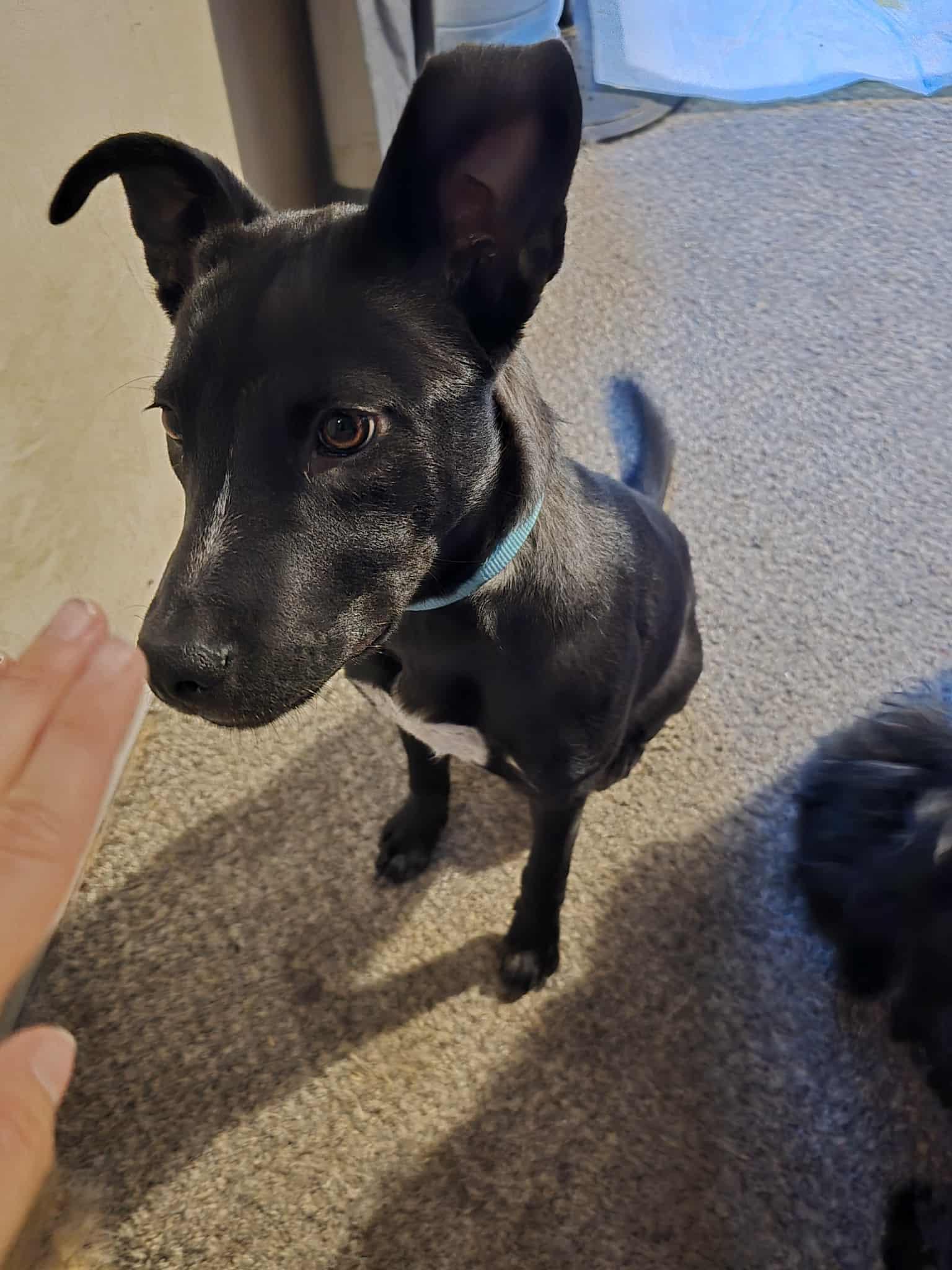 Meeka, an adoptable Border Collie, Pit Bull Terrier in Price, UT, 84501 | Photo Image 2