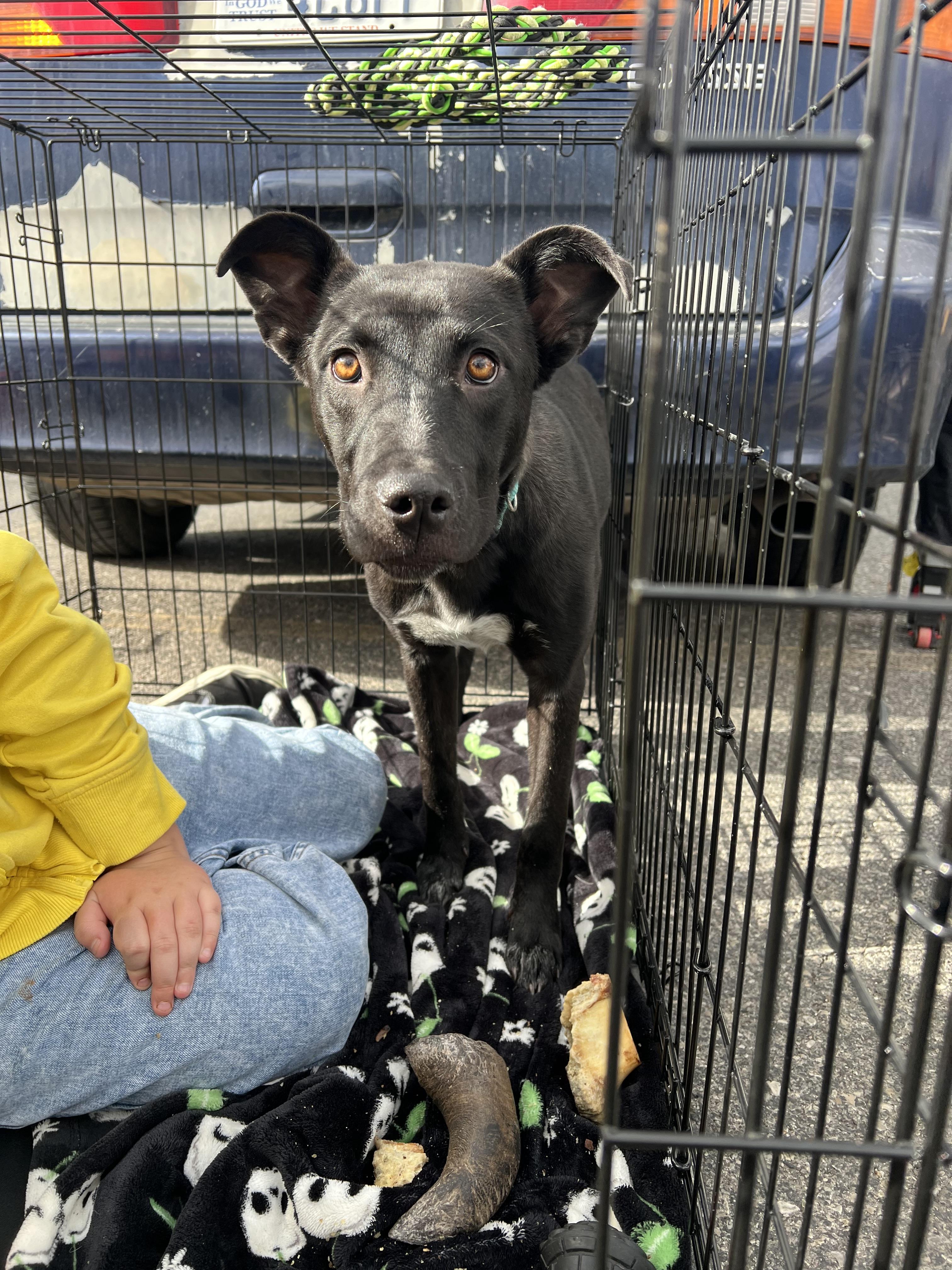 Meeka, an adoptable Border Collie, Pit Bull Terrier in Price, UT, 84501 | Photo Image 3