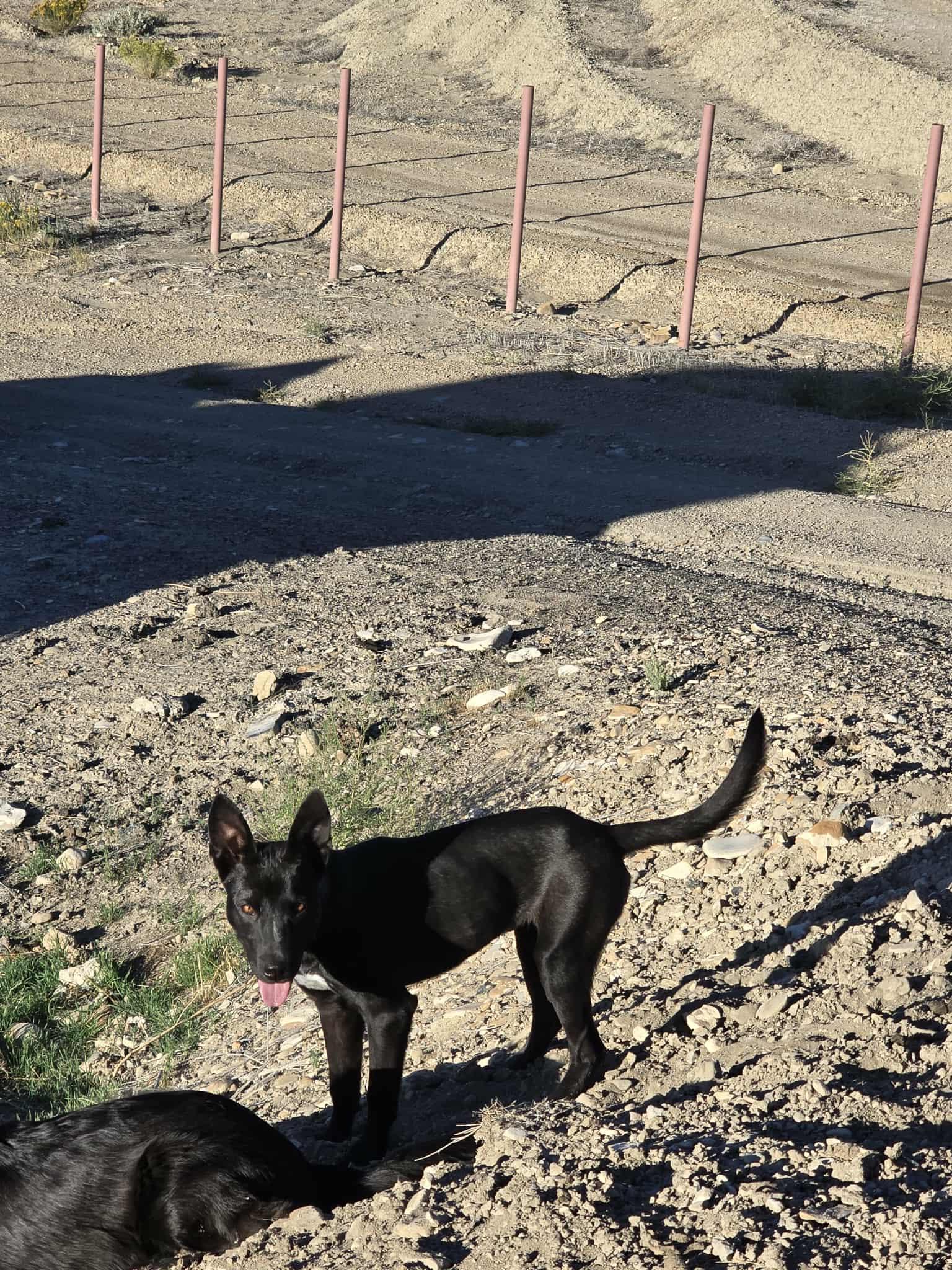 Meeka, an adoptable Border Collie, Pit Bull Terrier in Price, UT, 84501 | Photo Image 4
