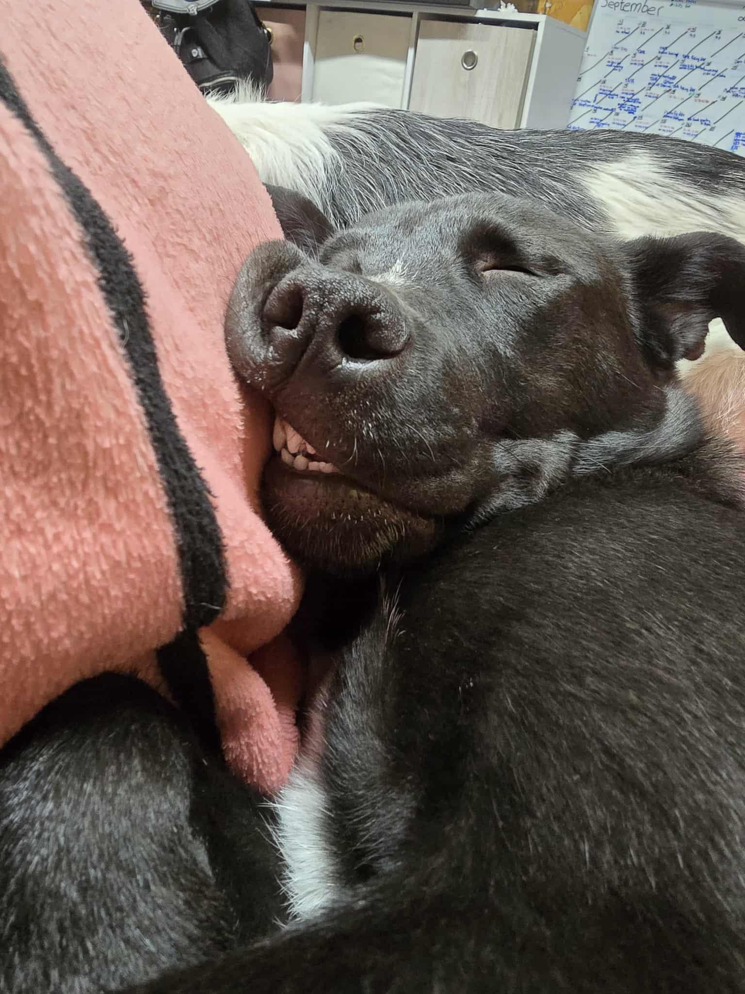 Meeka, an adoptable Border Collie, Pit Bull Terrier in Price, UT, 84501 | Photo Image 5