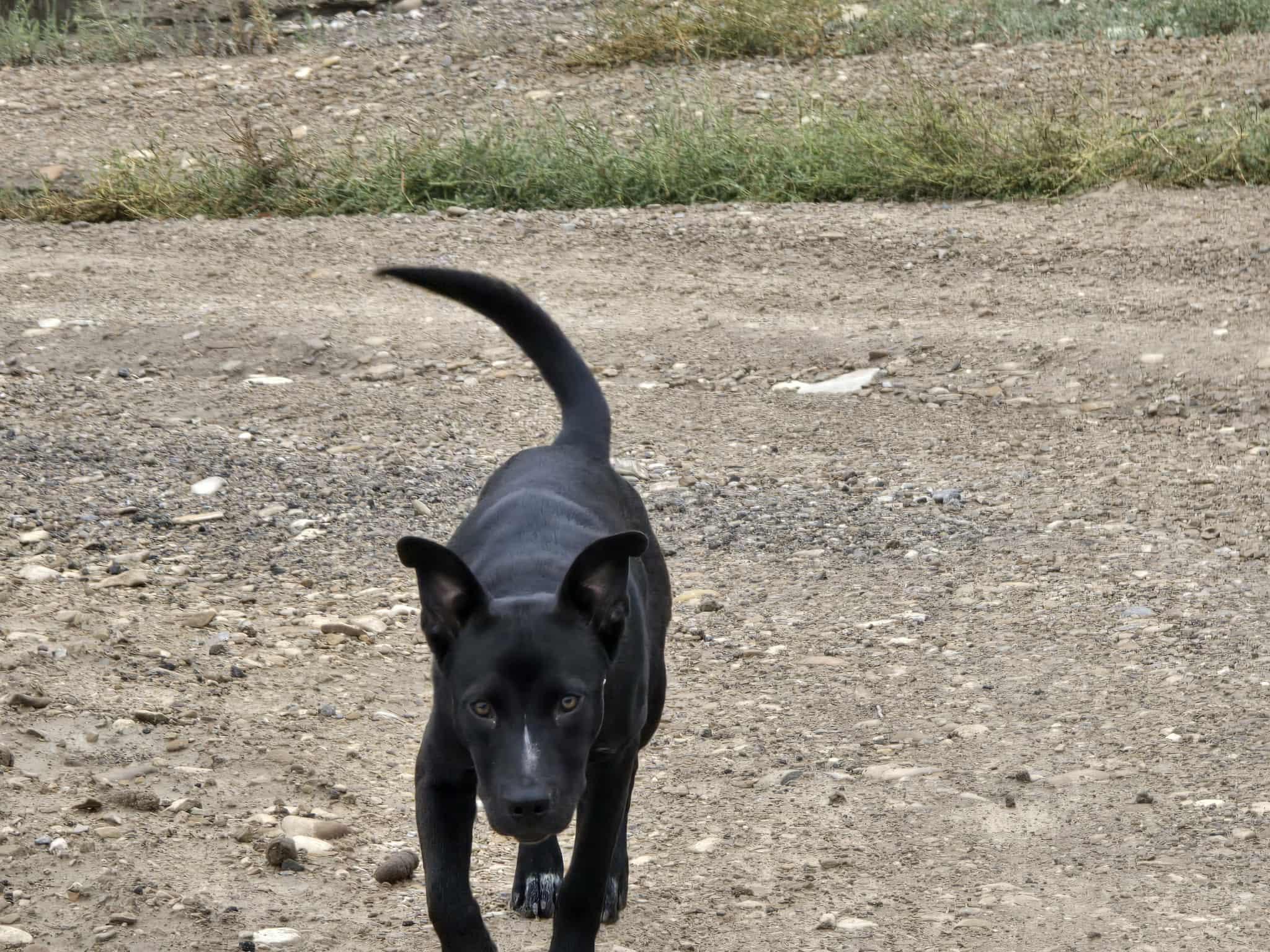 Meeka, an adoptable Border Collie, Pit Bull Terrier in Price, UT, 84501 | Photo Image 6