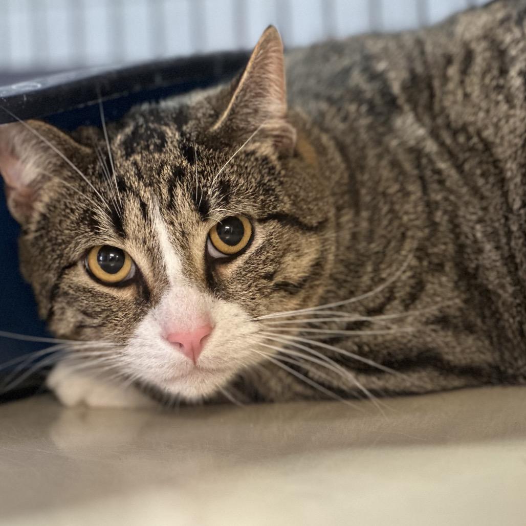 Felix, Adoptable, Young Male Domestic Short Hair.