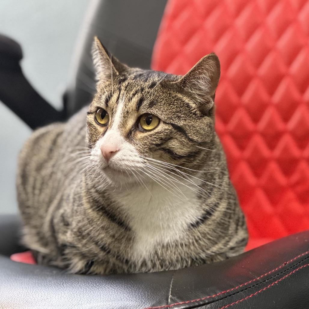 Enlarge Felix, a Adoptable Domestic Short Hair in Clarksville, AR image 2/4