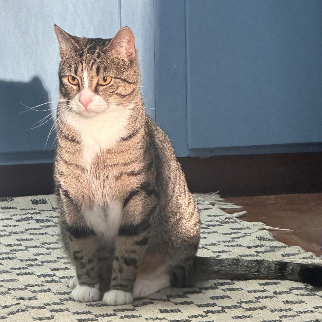 Enlarge Felix, a Adoptable Domestic Short Hair in Clarksville, AR image 3/4