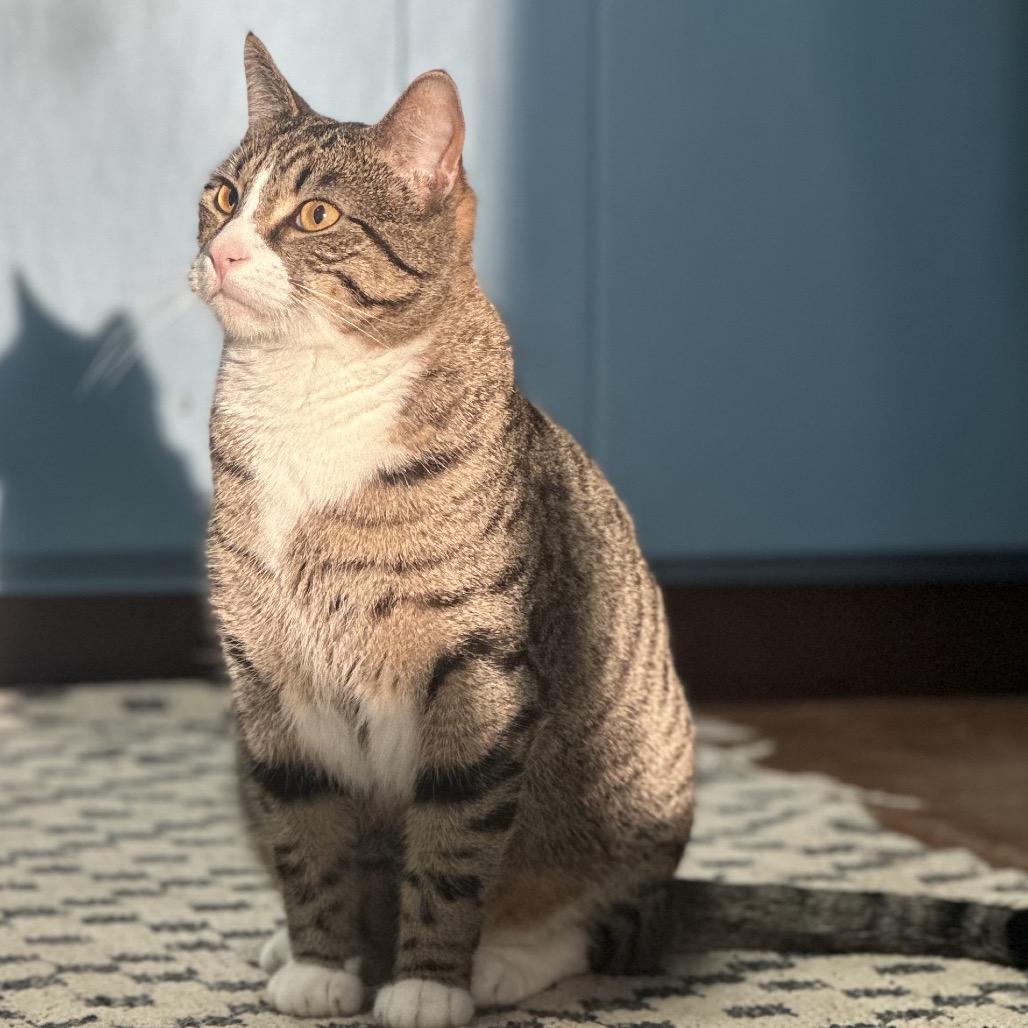 Enlarge Felix, a Adoptable Domestic Short Hair in Clarksville, AR image 4/4