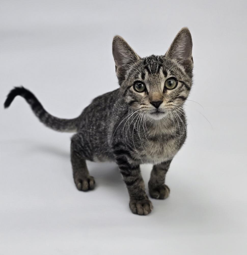 Bobble, Adoptable, Kitten Male Domestic Short Hair.