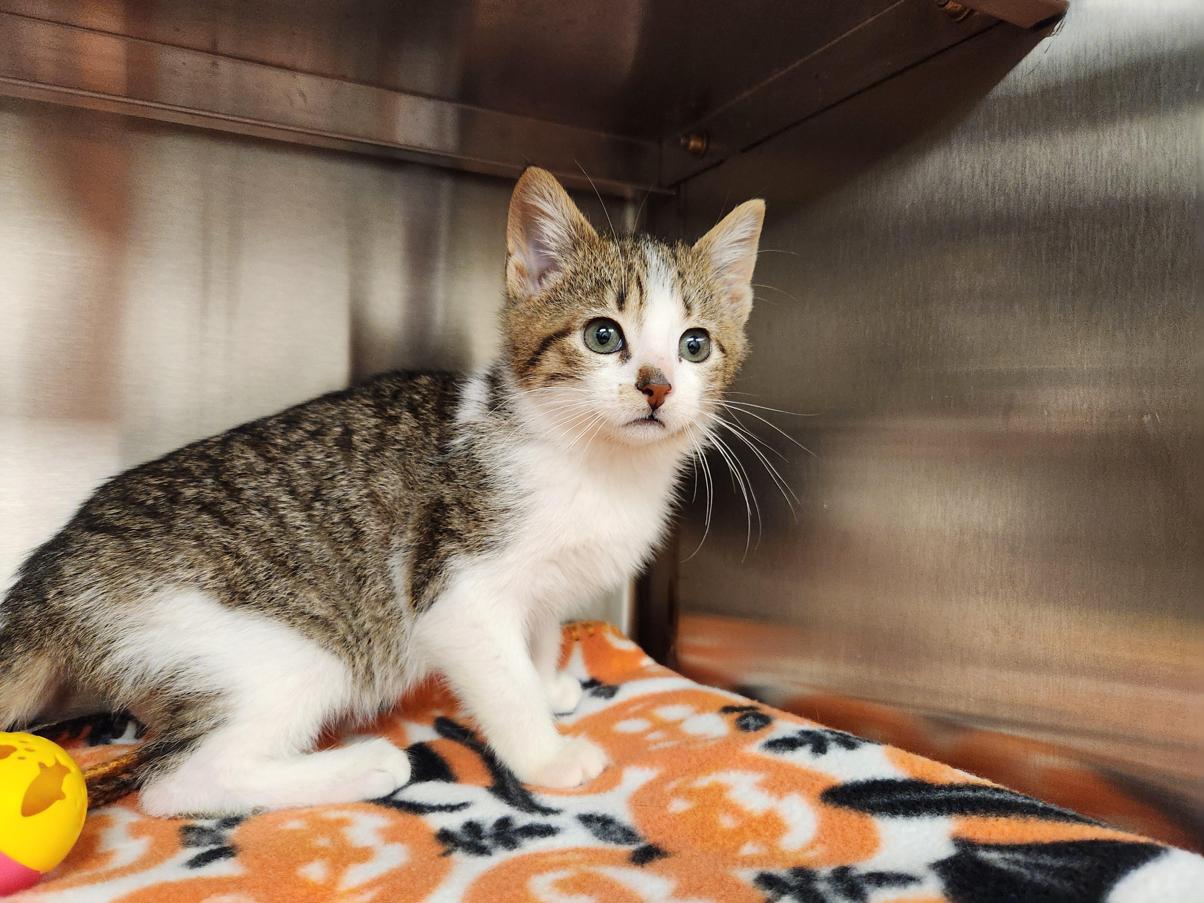 Marky Mark, ADOPTABLE, Kitten Male Domestic Short Hair.
