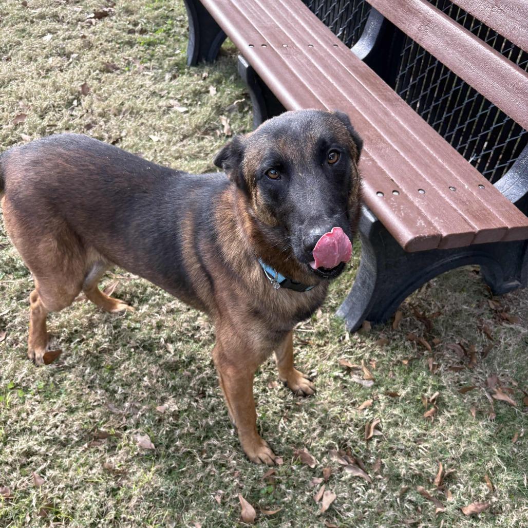 Enlarge Teddy, a Adoptable mixed breed in Beaumont, TX image 1/6