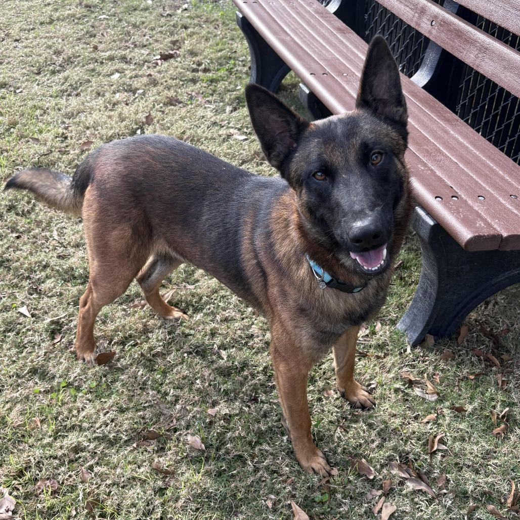 Enlarge Teddy, a Adoptable mixed breed in Beaumont, TX image 3/6