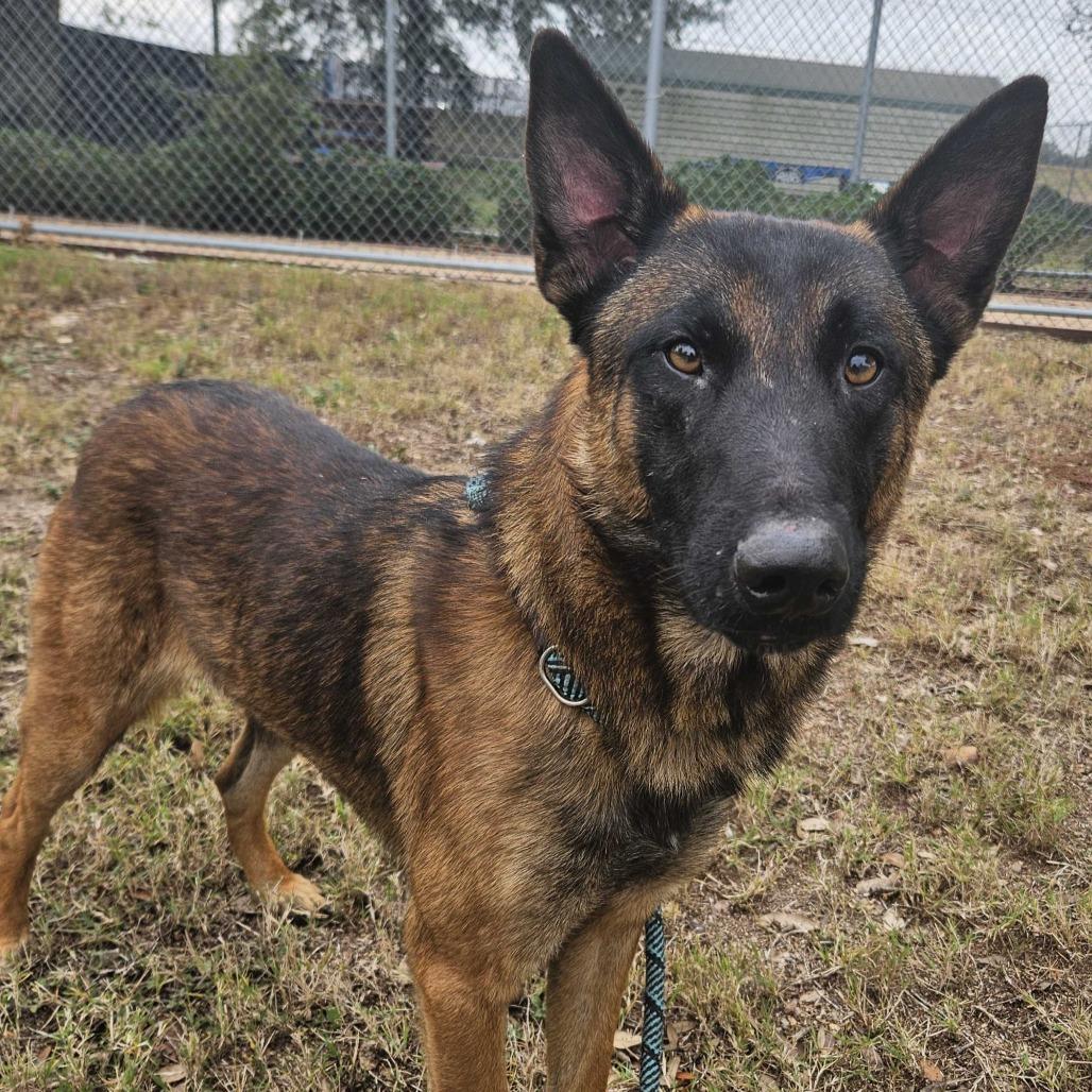 Enlarge Teddy, a Adoptable mixed breed in Beaumont, TX image 4/6