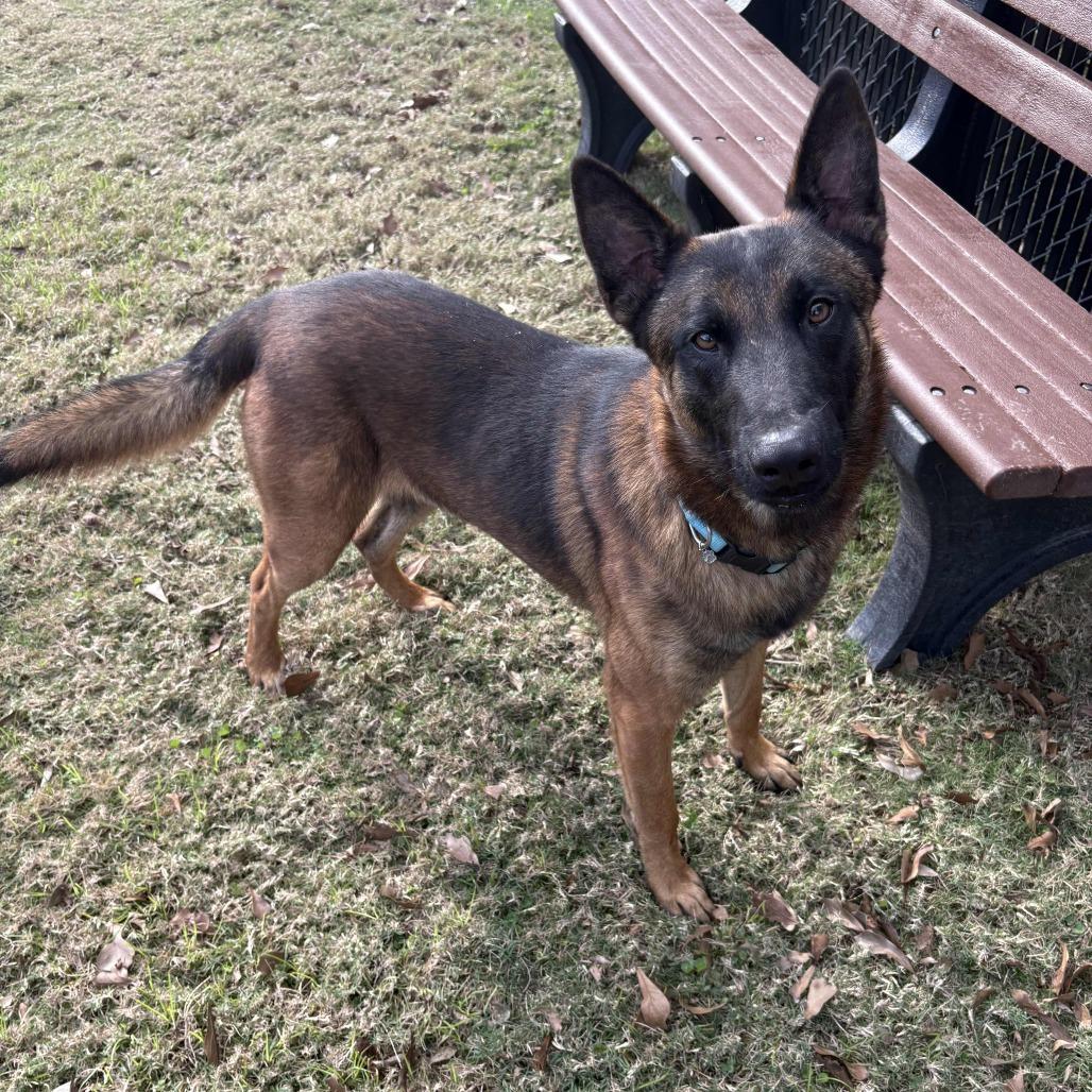 Enlarge Teddy, a Adoptable mixed breed in Beaumont, TX image 6/6