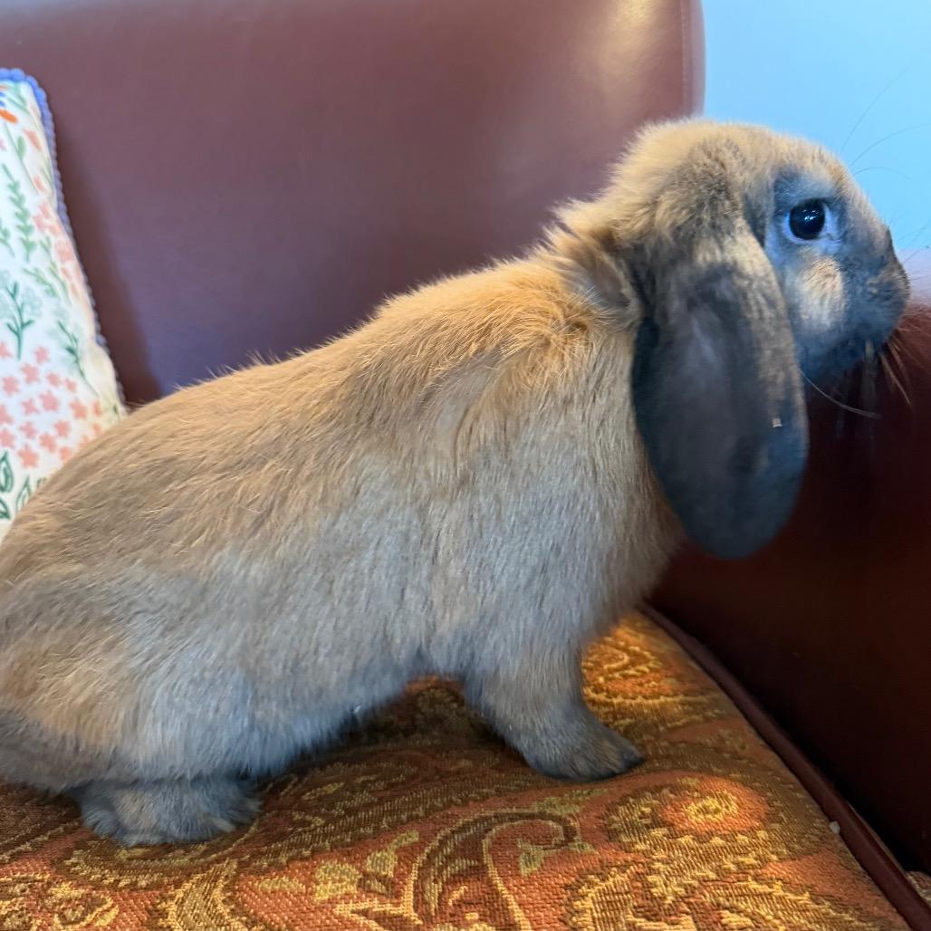 Enlarge Akira, a Adoptable Mini Lop in Baltimore, MD image 1/3