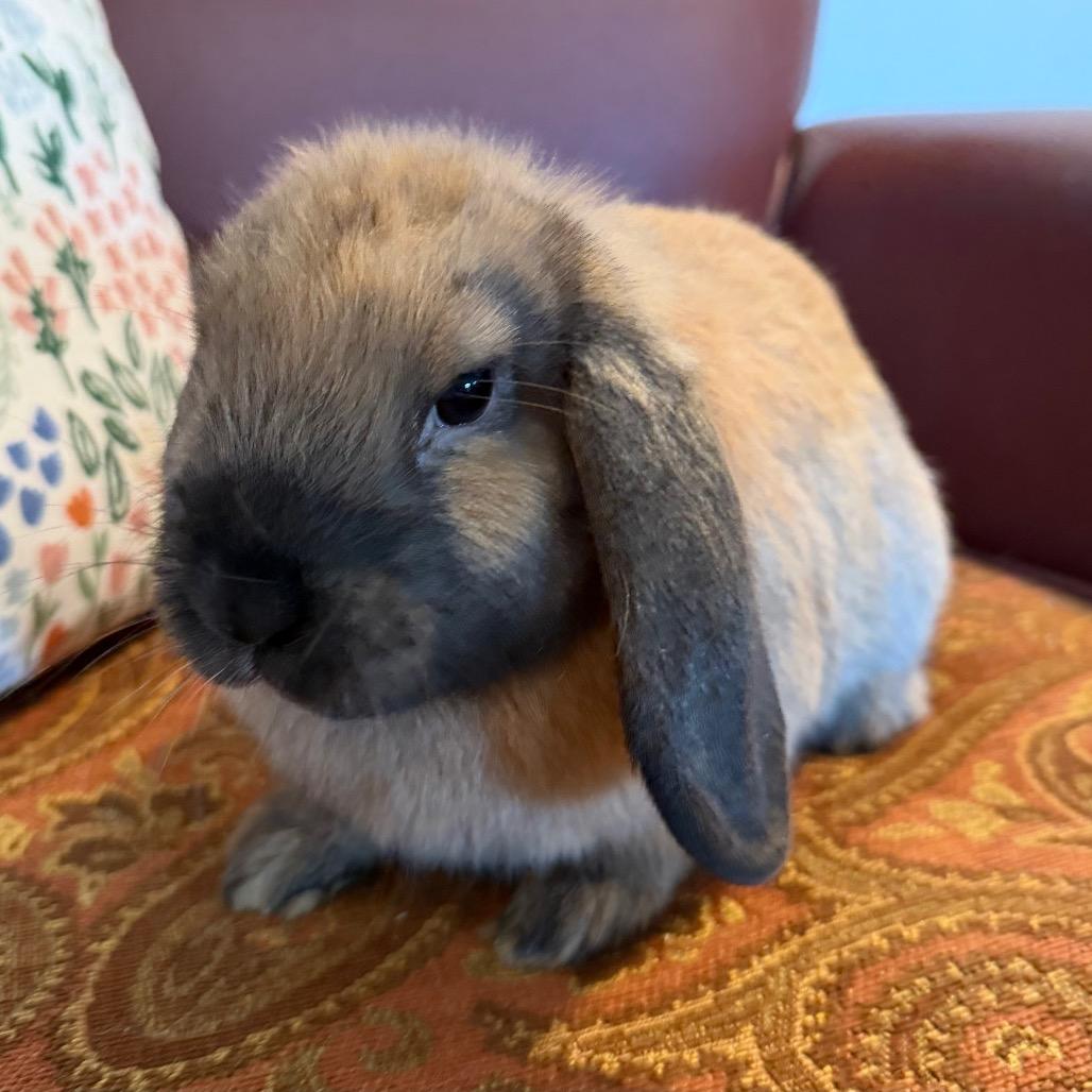 Enlarge Akira, a Adoptable Mini Lop in Baltimore, MD image 2/3