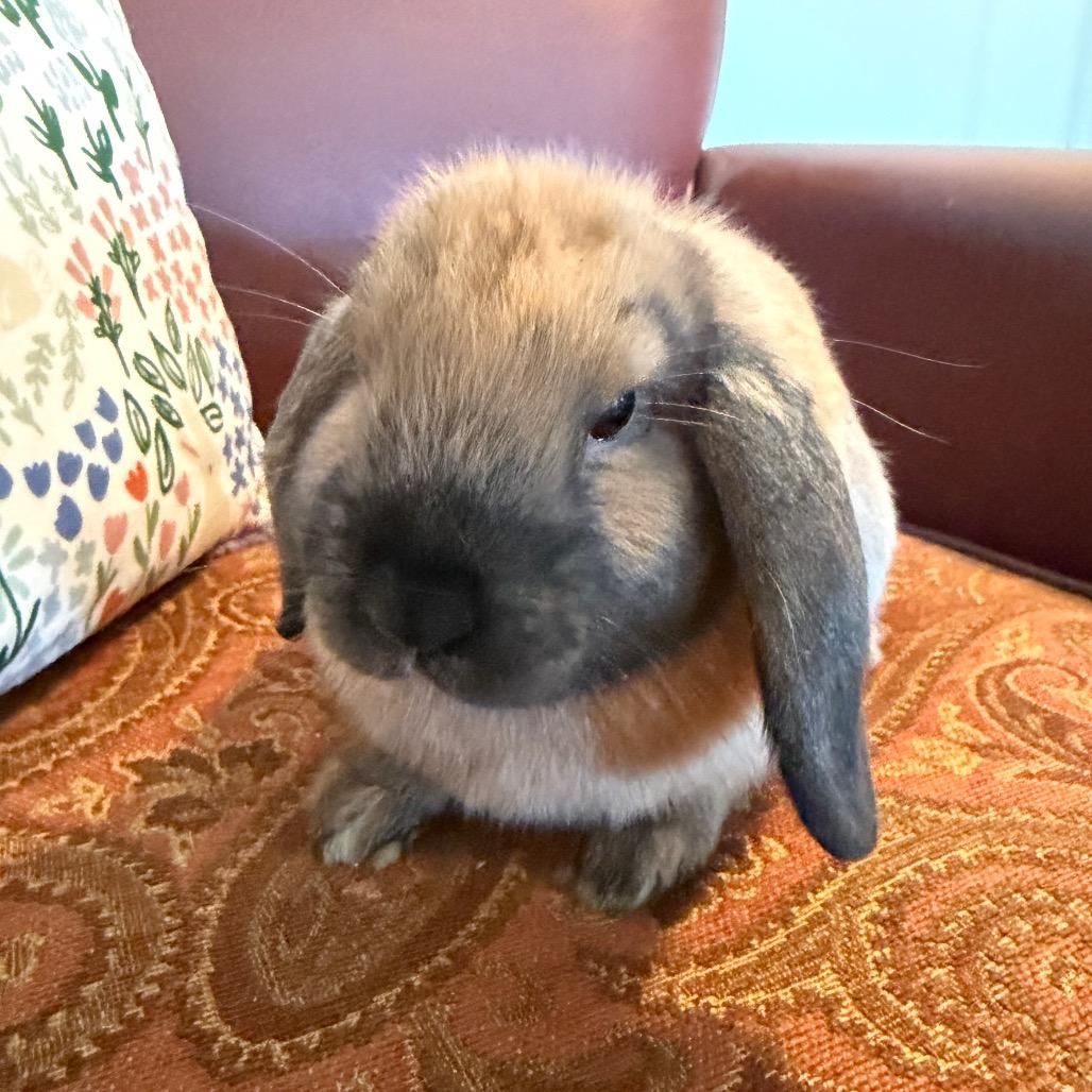 Enlarge Akira, a Adoptable Mini Lop in Baltimore, MD image 3/3