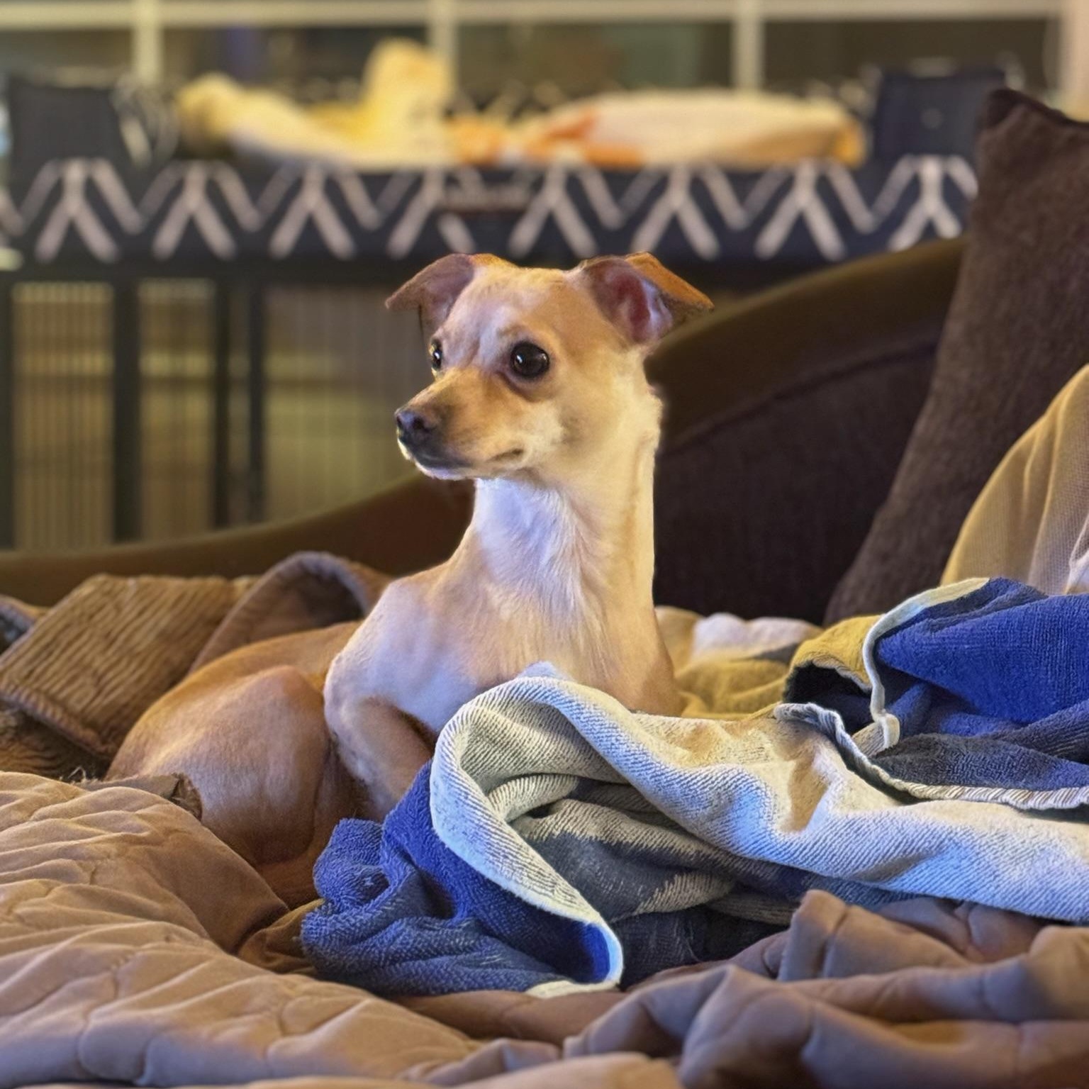 Enlarge Panini, a Adoptable Chihuahua in Los Angeles, CA image 4/5