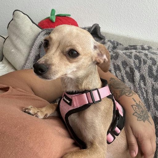 Enlarge Panini, a Adoptable Chihuahua in Los Angeles, CA image 2/5