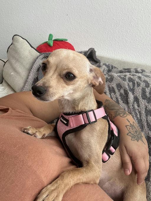 Panini, a Adoptable Chihuahua in Los Angeles, CA image 1/4