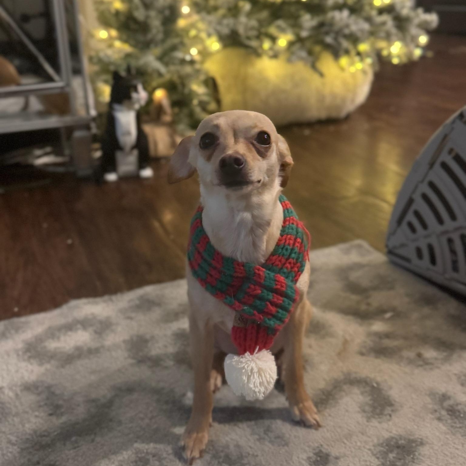 Enlarge Panini, a Adoptable Chihuahua in Los Angeles, CA image 5/5