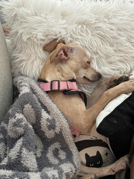 Panini, a Adoptable Chihuahua in Los Angeles, CA image 2/4