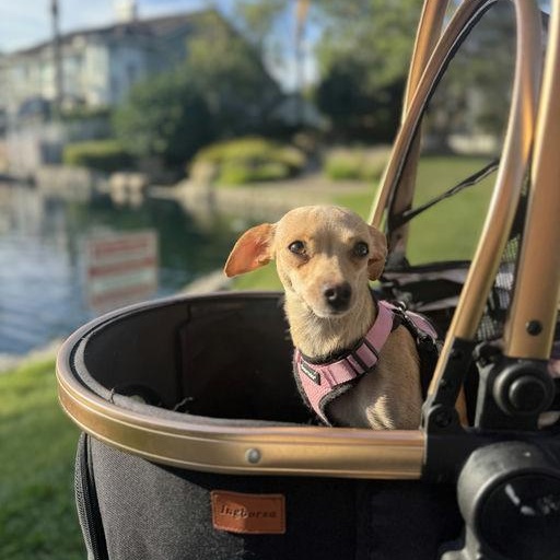 Enlarge Panini, a Adoptable Chihuahua in Los Angeles, CA image 1/5