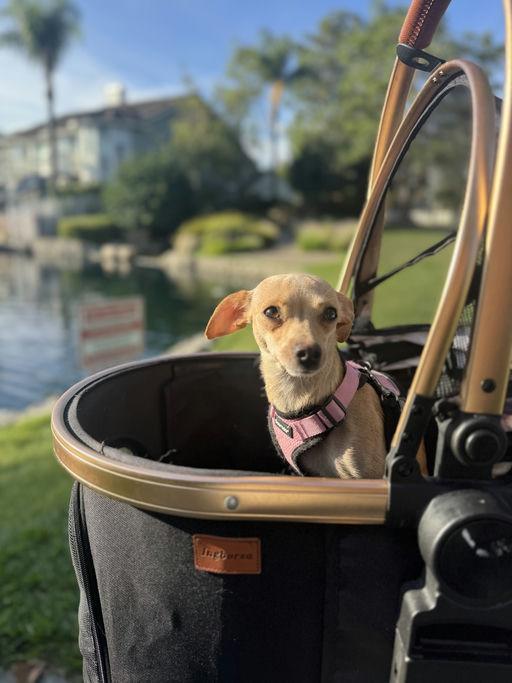 Panini, a Adoptable Chihuahua in Los Angeles, CA image 3/4