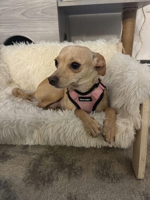 Panini, a Adoptable Chihuahua in Los Angeles, CA image 4/4