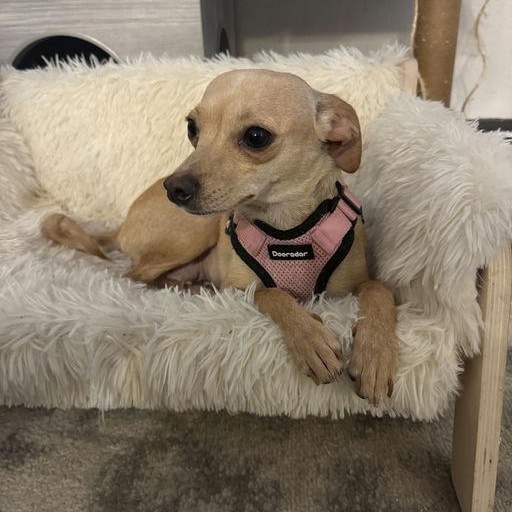 Enlarge Panini, a Adoptable Chihuahua in Los Angeles, CA image 3/5