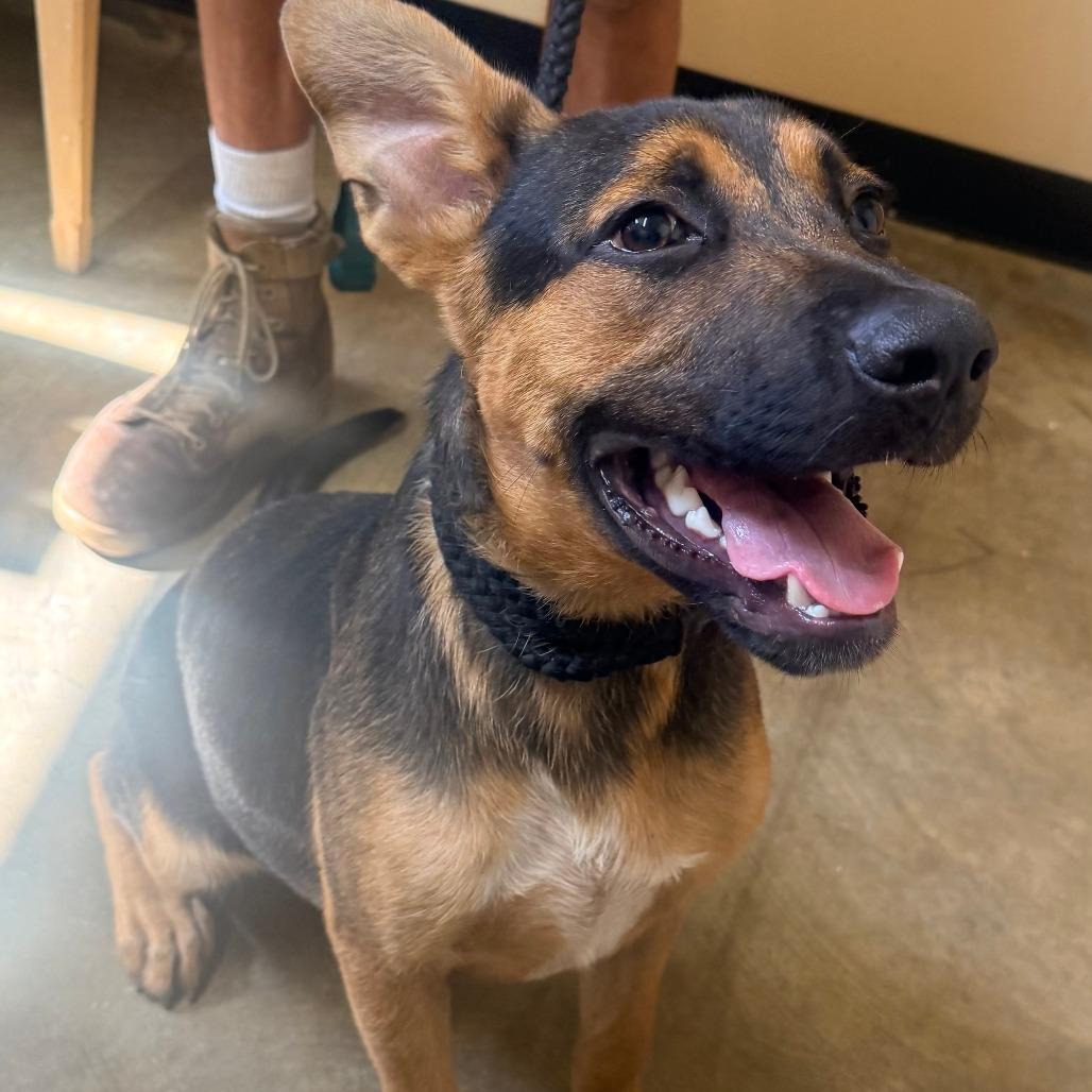 Obid, Adoptable, Young Male Mixed Breed.