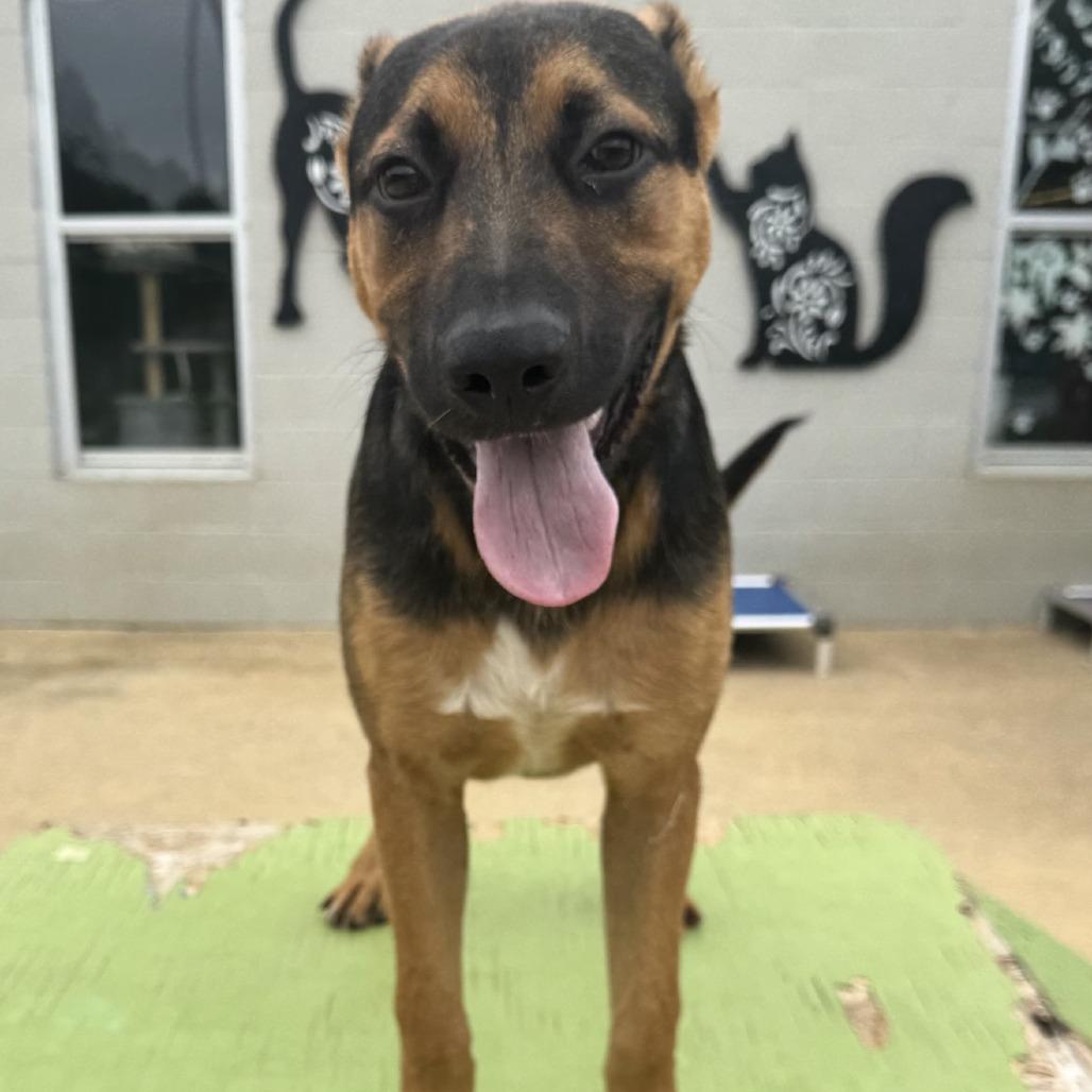 Enlarge Obid, a Adoptable Mixed Breed in Corinth, MS image 2/2