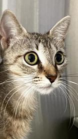 Myla, Young Female Tabby