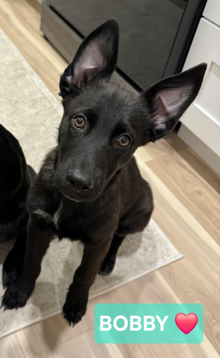 BOBBY, ADOPTABLE, Puppy Male German Shepherd Dog & Black Labrador Retriever.