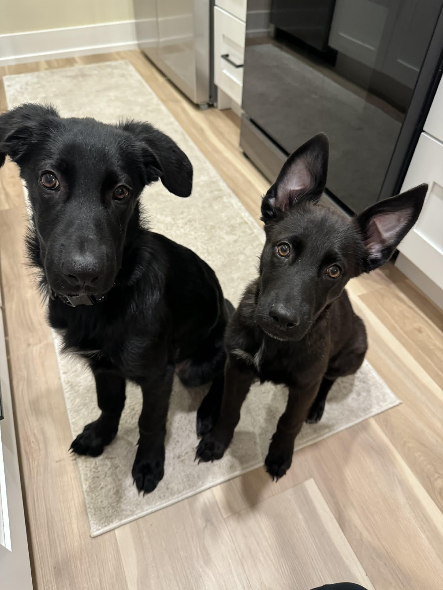BOBBY, a ADOPTABLE mixed breed in Lake in the hills, IL image 3/4
