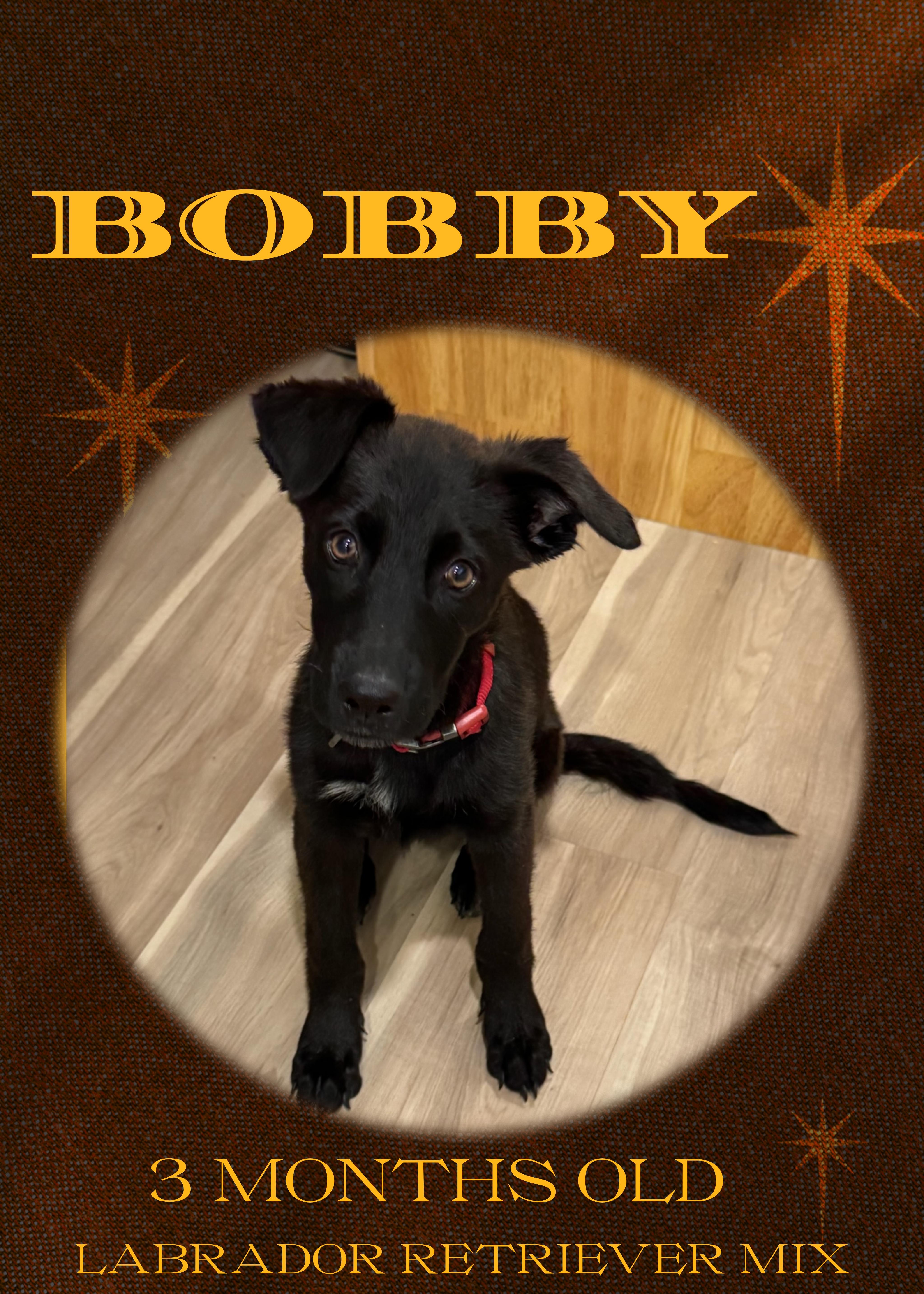 BOBBY, a ADOPTABLE mixed breed in Lake in the hills, IL image 4/4