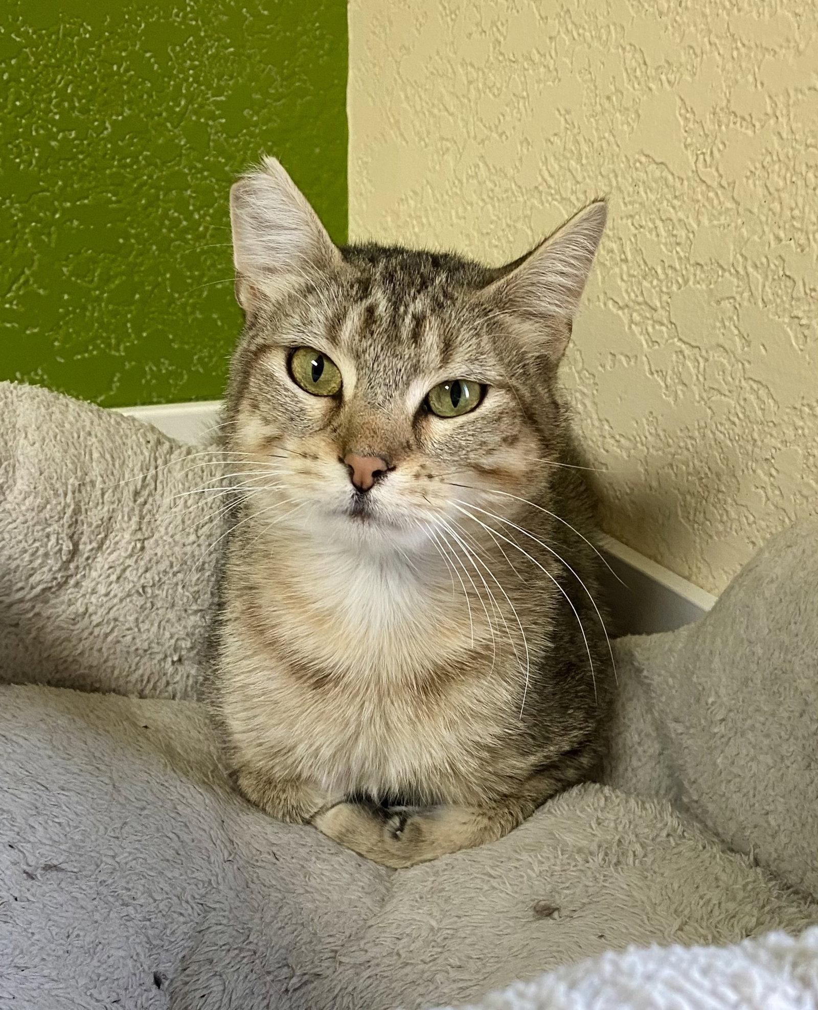 Celena, Adoptable, Adult Female Domestic Short Hair & Tabby.