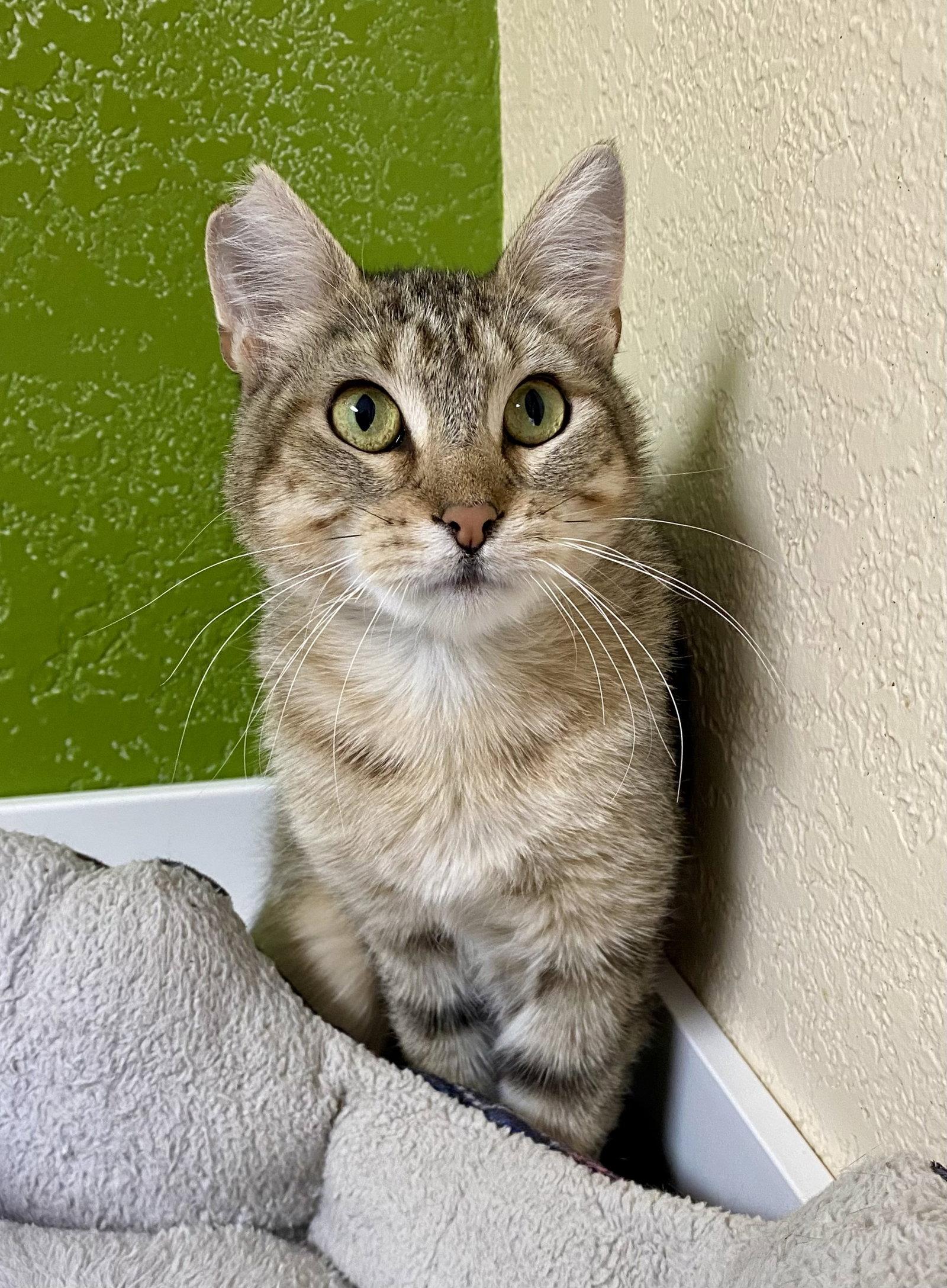 Enlarge Celena, a Adopted mixed breed in Fargo, ND image 2/2