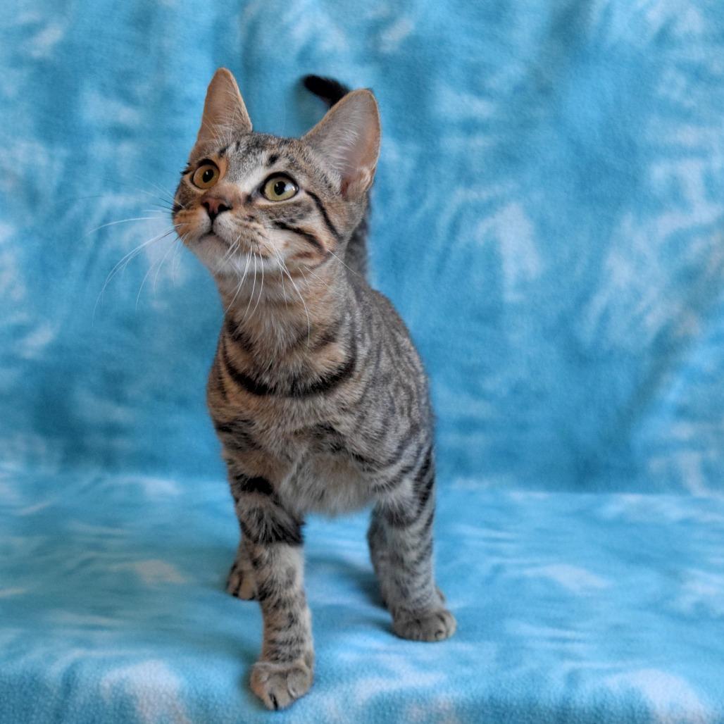Arrow, Adoptable, Kitten Male Domestic Short Hair.