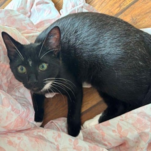 Louie (Bonded with Emmit), Adoptable, Young Male Domestic Short Hair.
