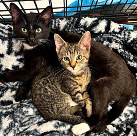 Enlarge Louie (Bonded with Emmit), a Adoptable Domestic Short Hair in Clayton, NC image 2/2