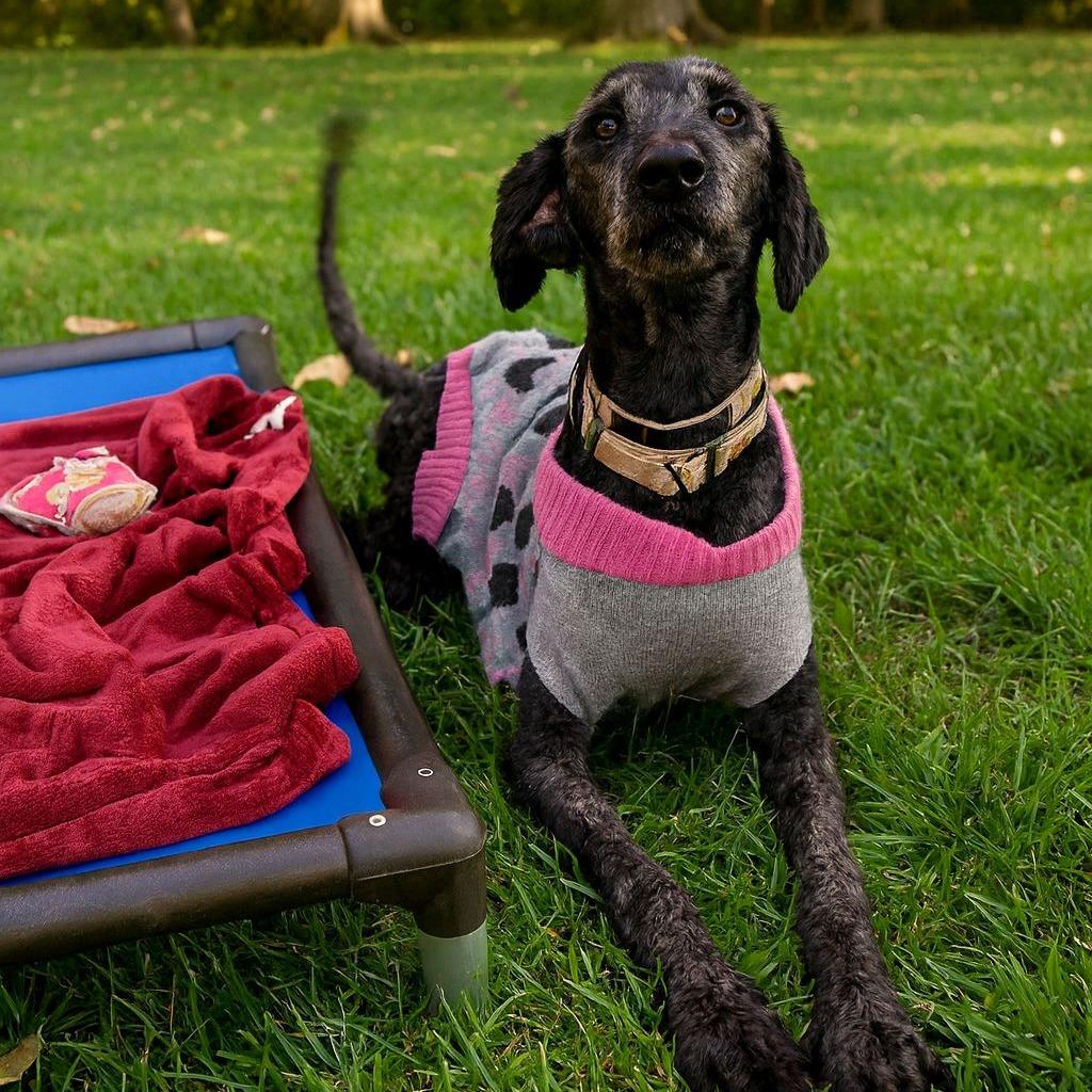 Silly Sally, Adoptable, Adult Female Labrador Retriever & Poodle.