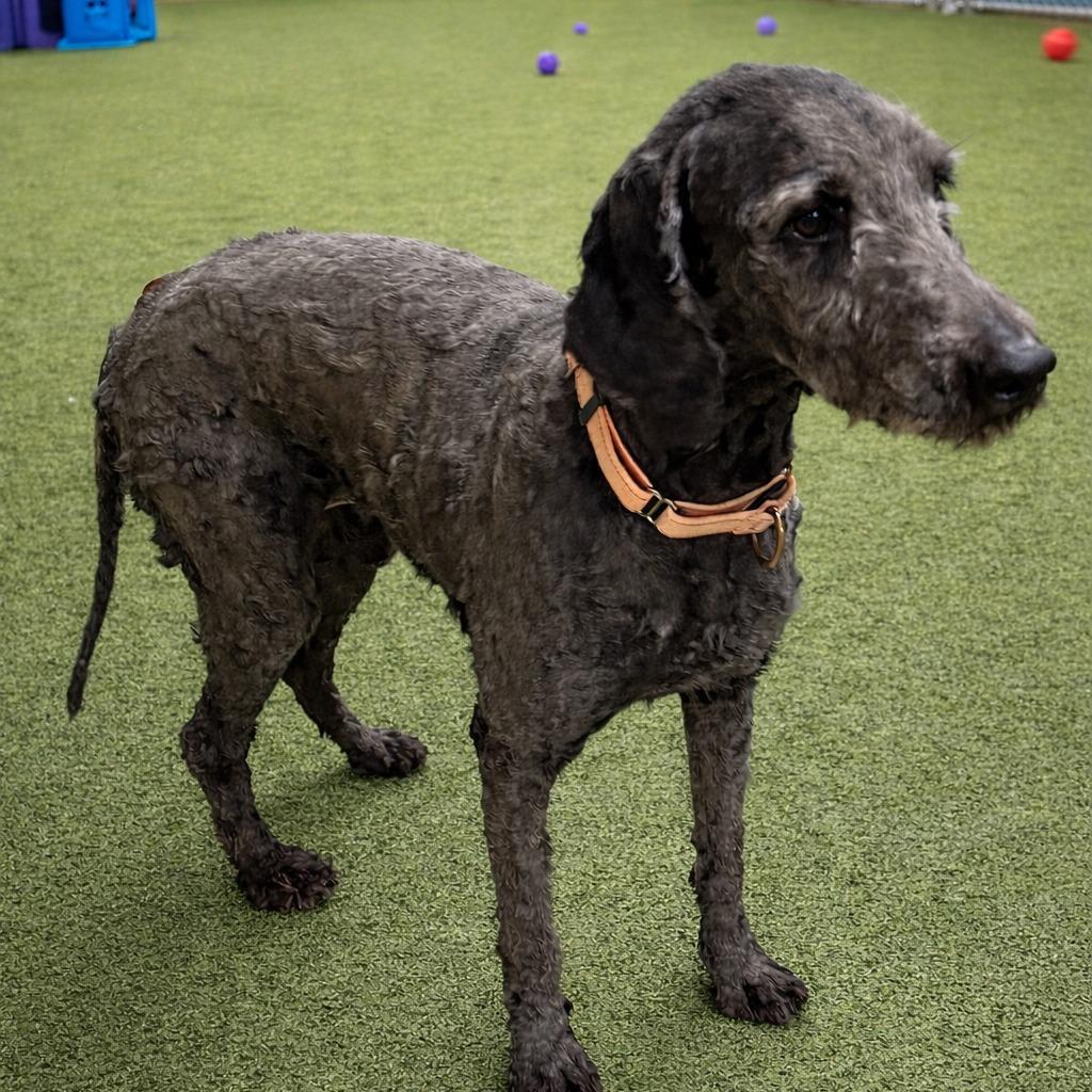 Enlarge Silly Sally, a Adoptable mixed breed in Norfolk, NE image 2/2