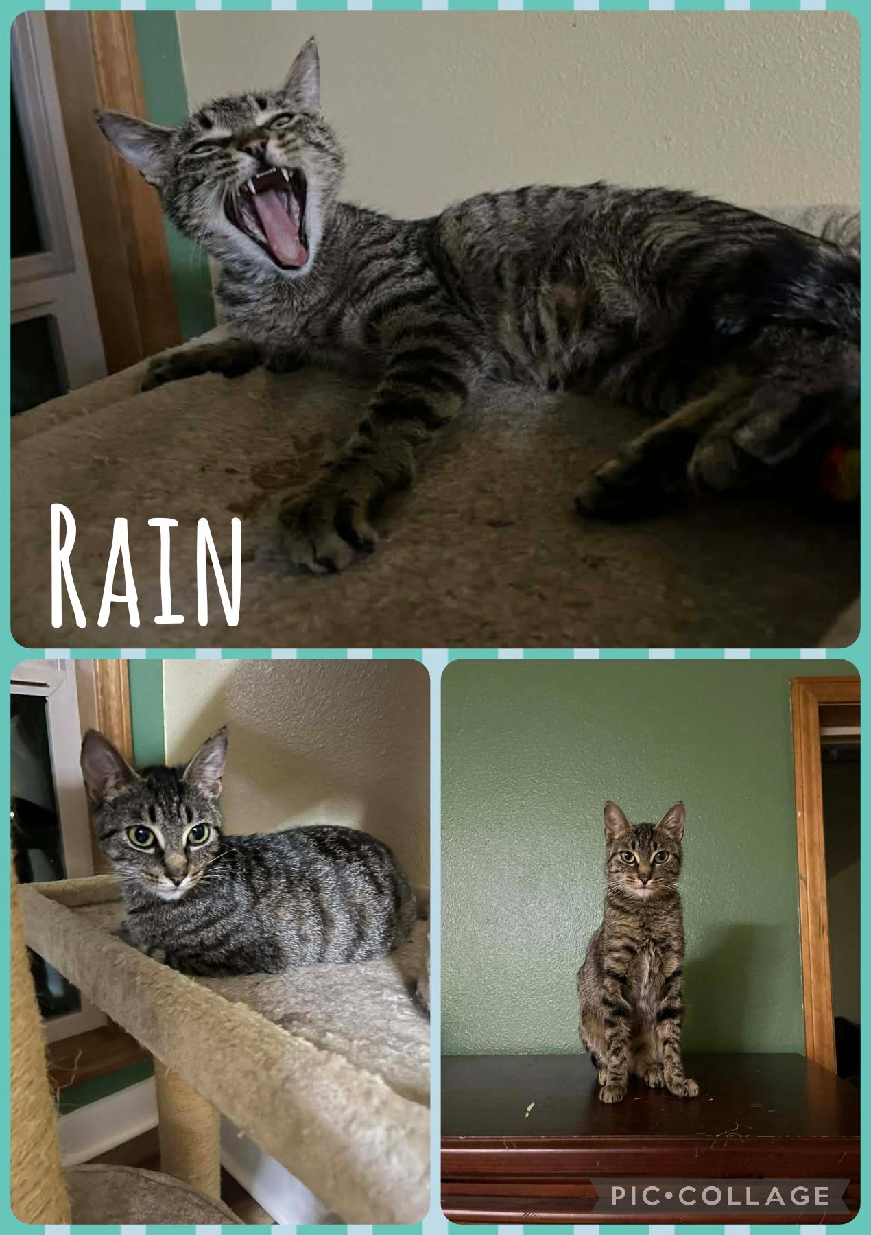Rain, Adoptable, Adult Female Domestic Short Hair.