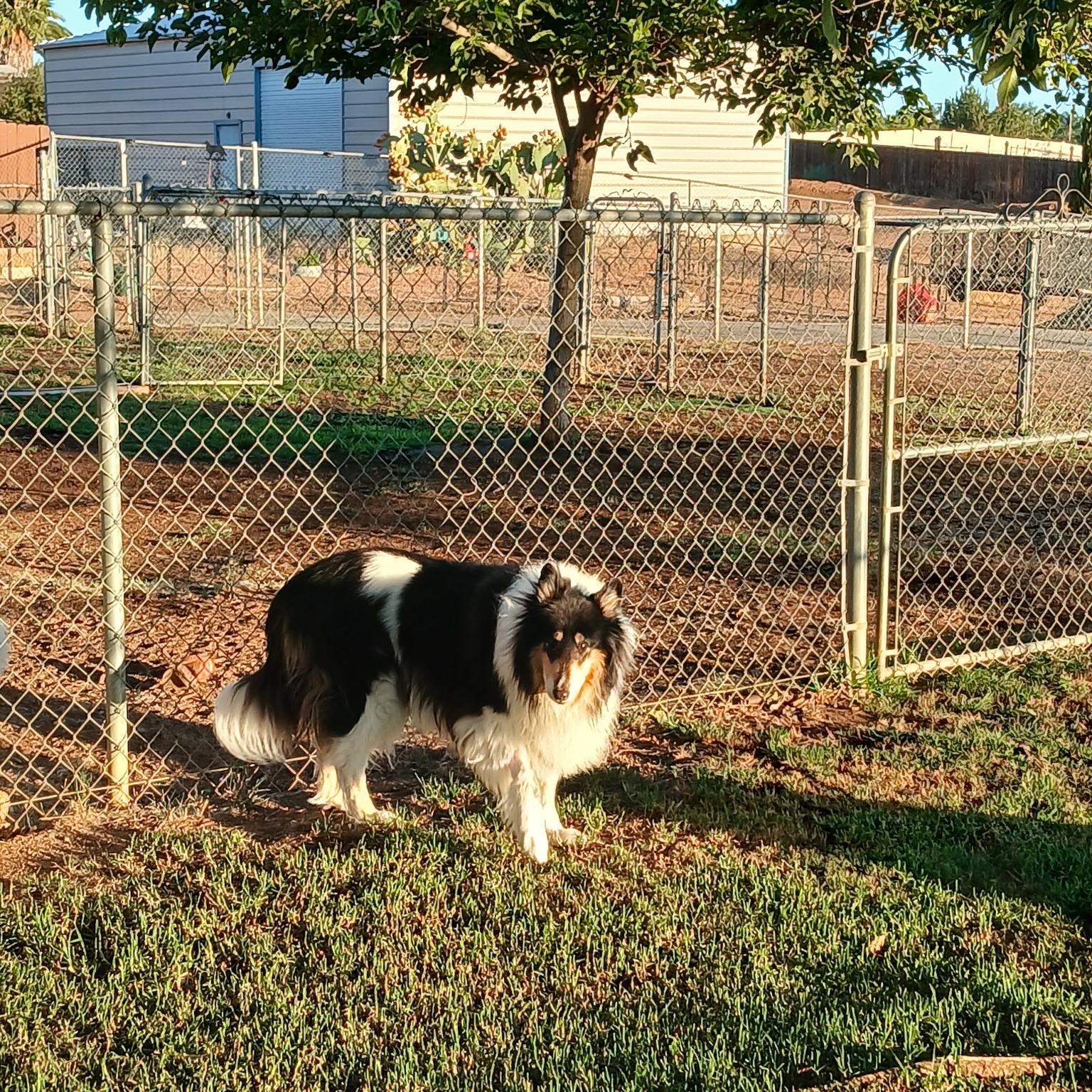 Enlarge Ace, an adopted Collie in Riverside, CA image 4/4
