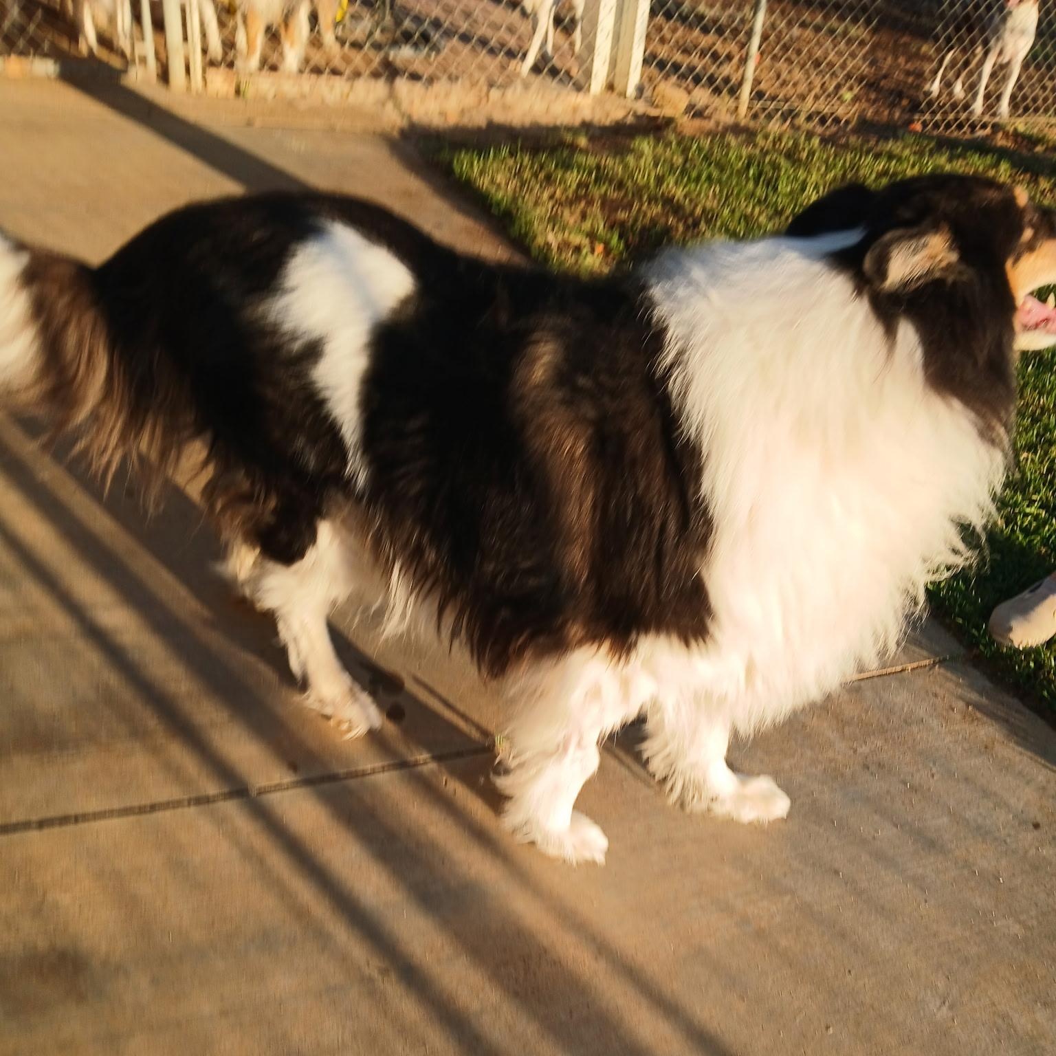 Enlarge Ace, an adopted Collie in Riverside, CA image 2/4