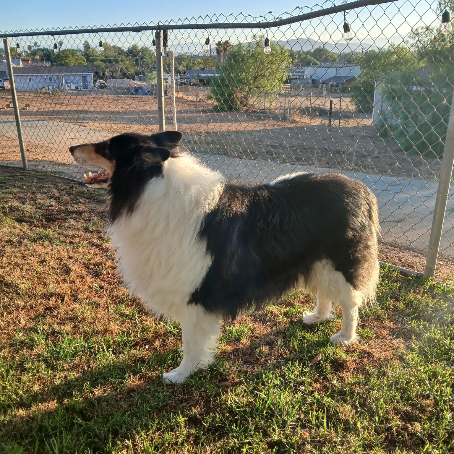 Enlarge Ace, an adopted Collie in Riverside, CA image 1/4
